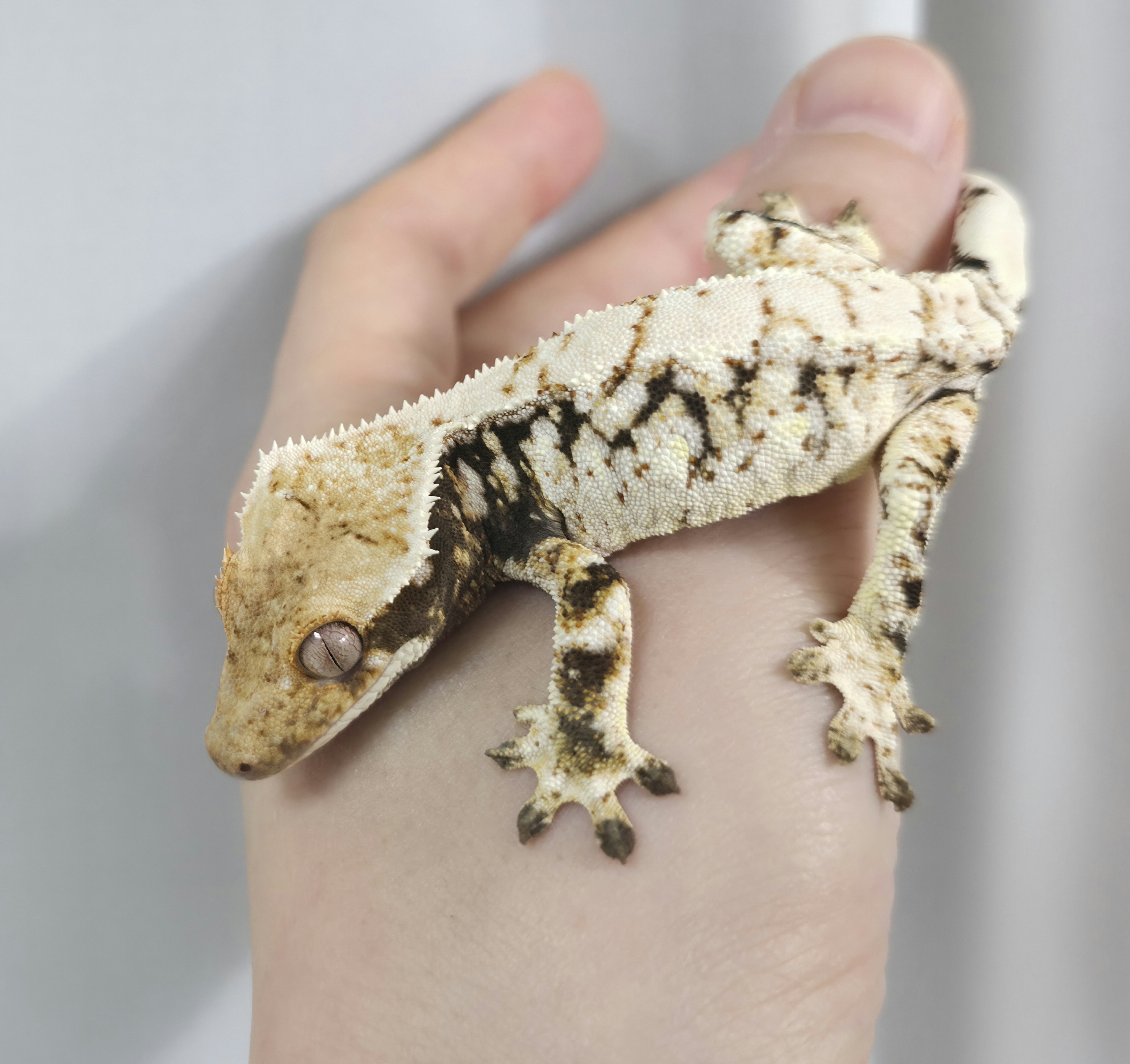 White Spot Extreme Harlequin Drippy Tri White Porthole