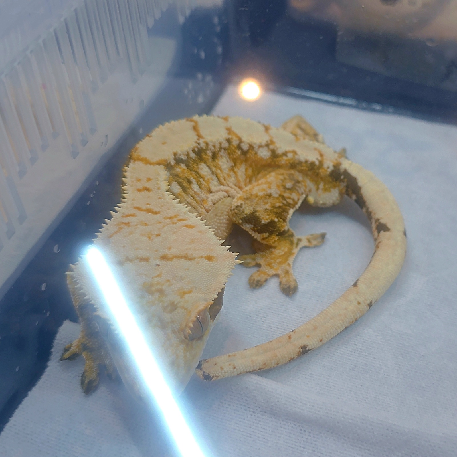 Extreme Harlequin Tri