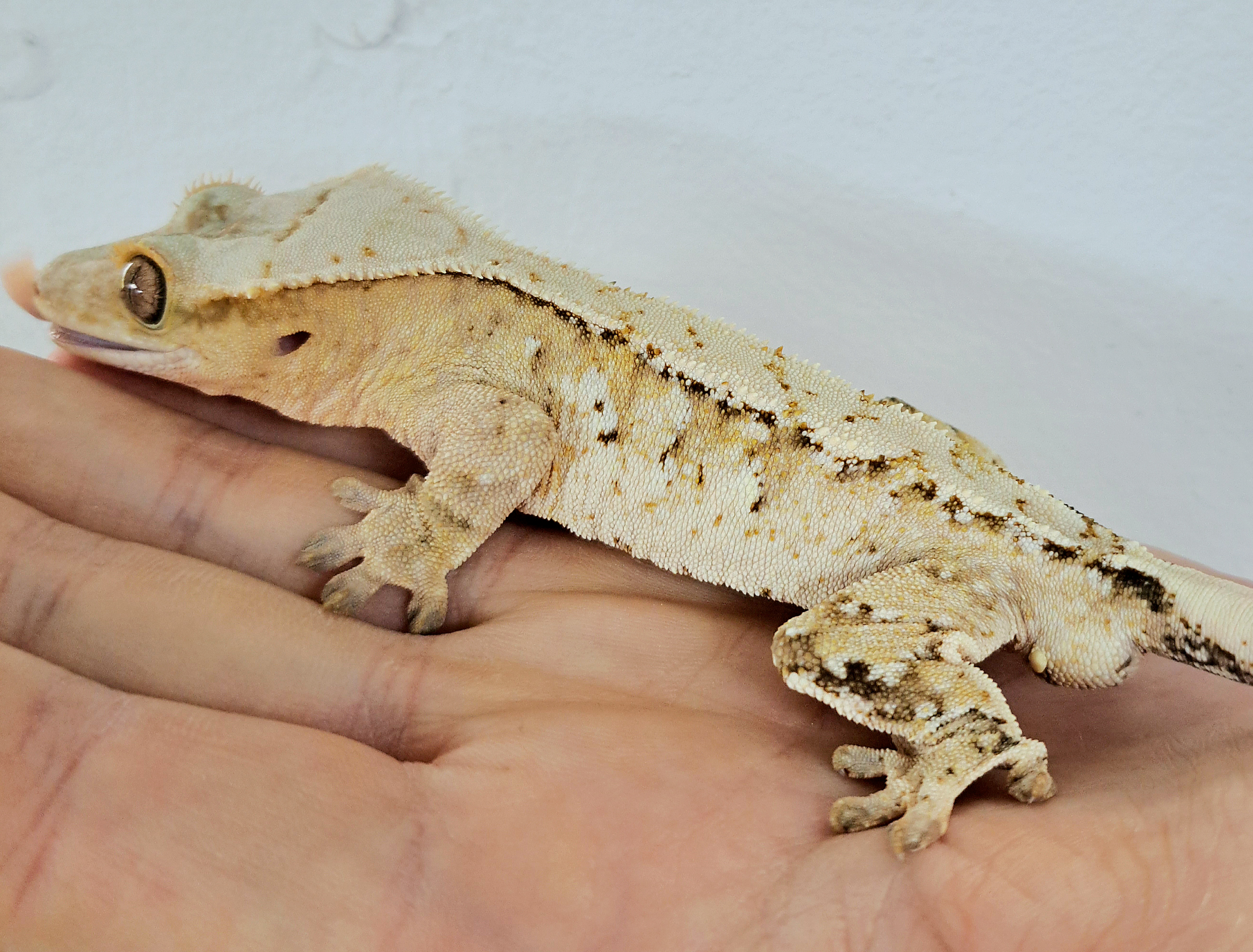 Extreme Harlequin Tri Normal