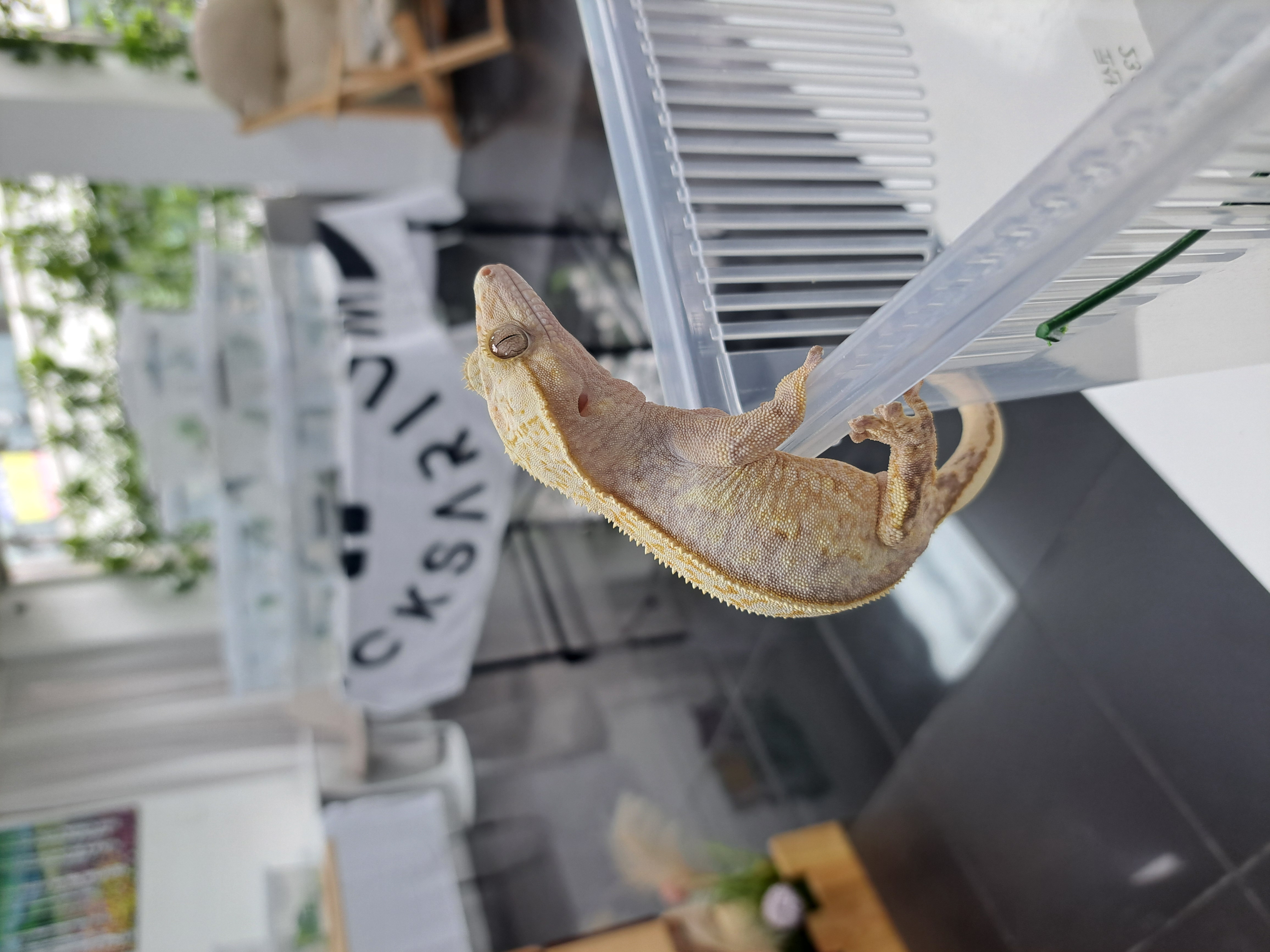 Normal Full Pinstripe