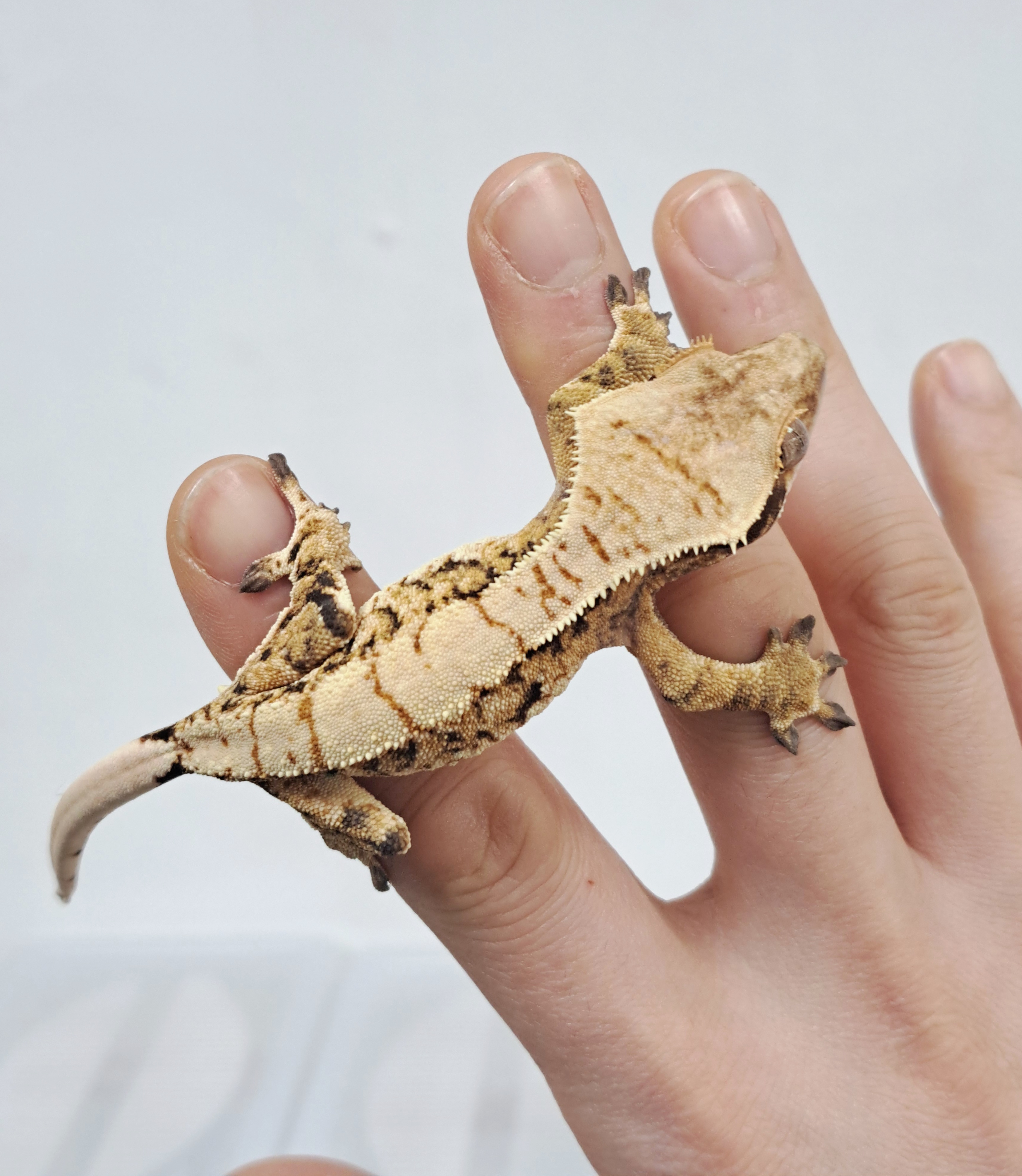 Tri Extreme Harlequin