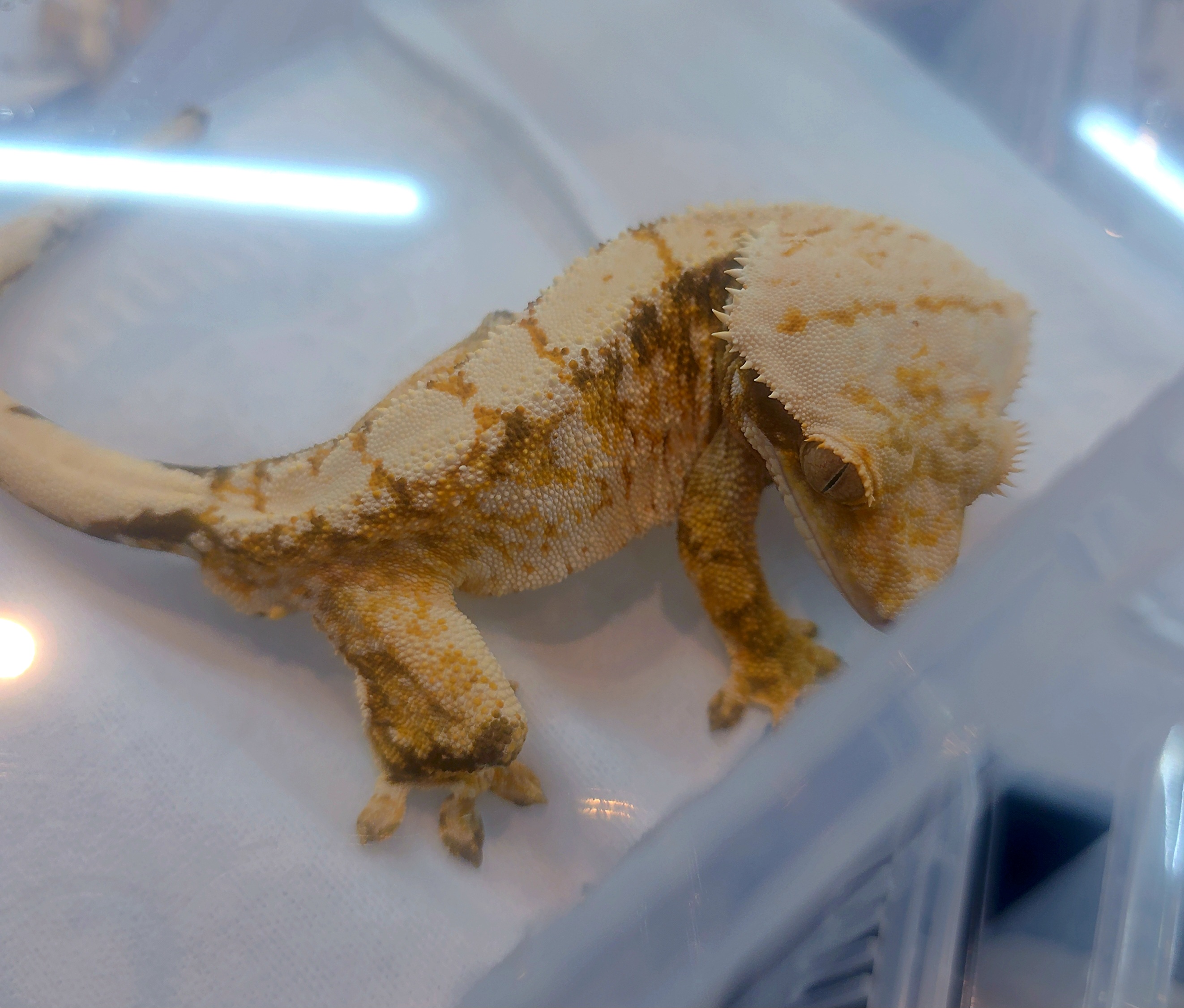 Extreme Harlequin Tri