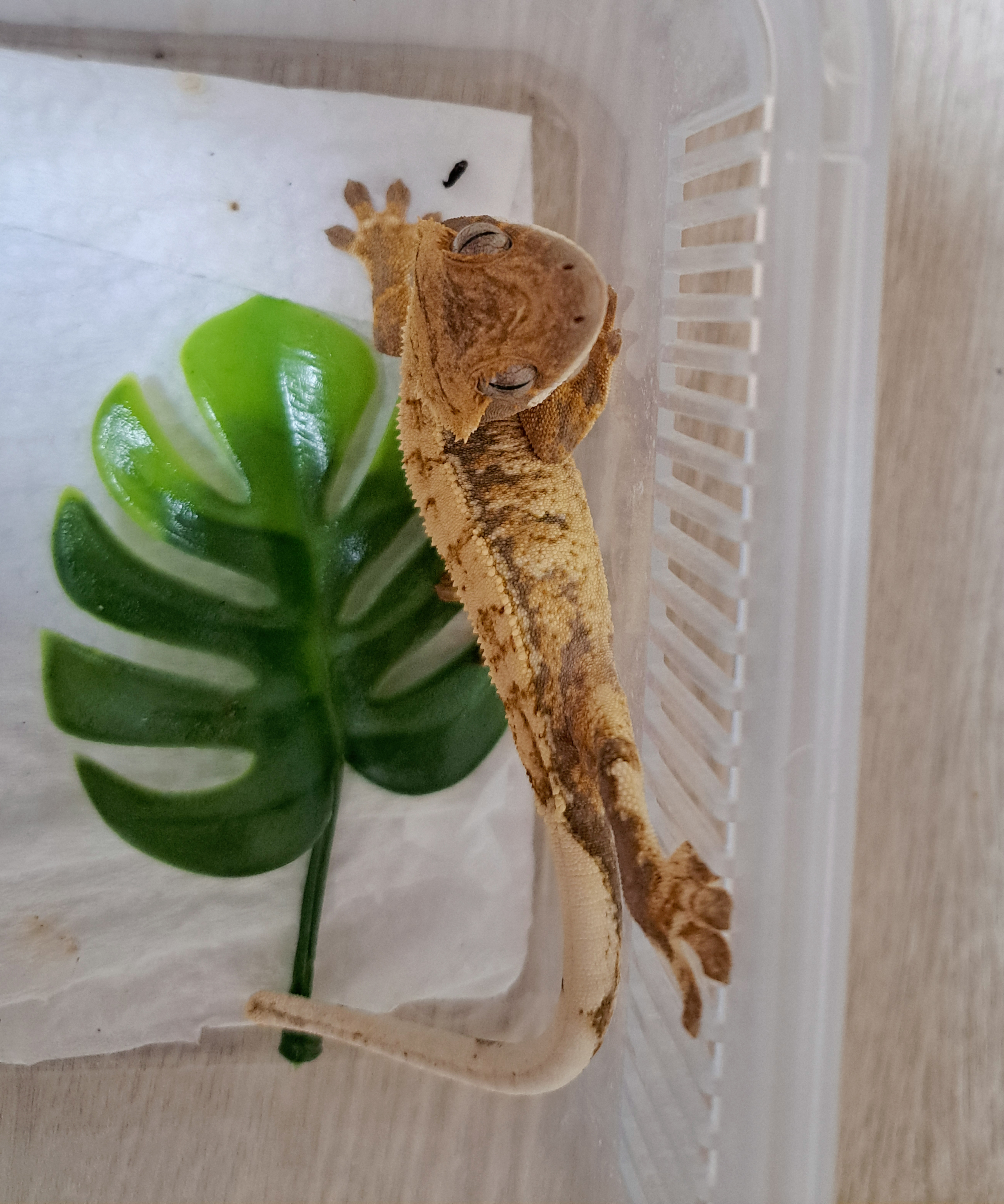 Drippy Tri White Spot Extreme Harlequin