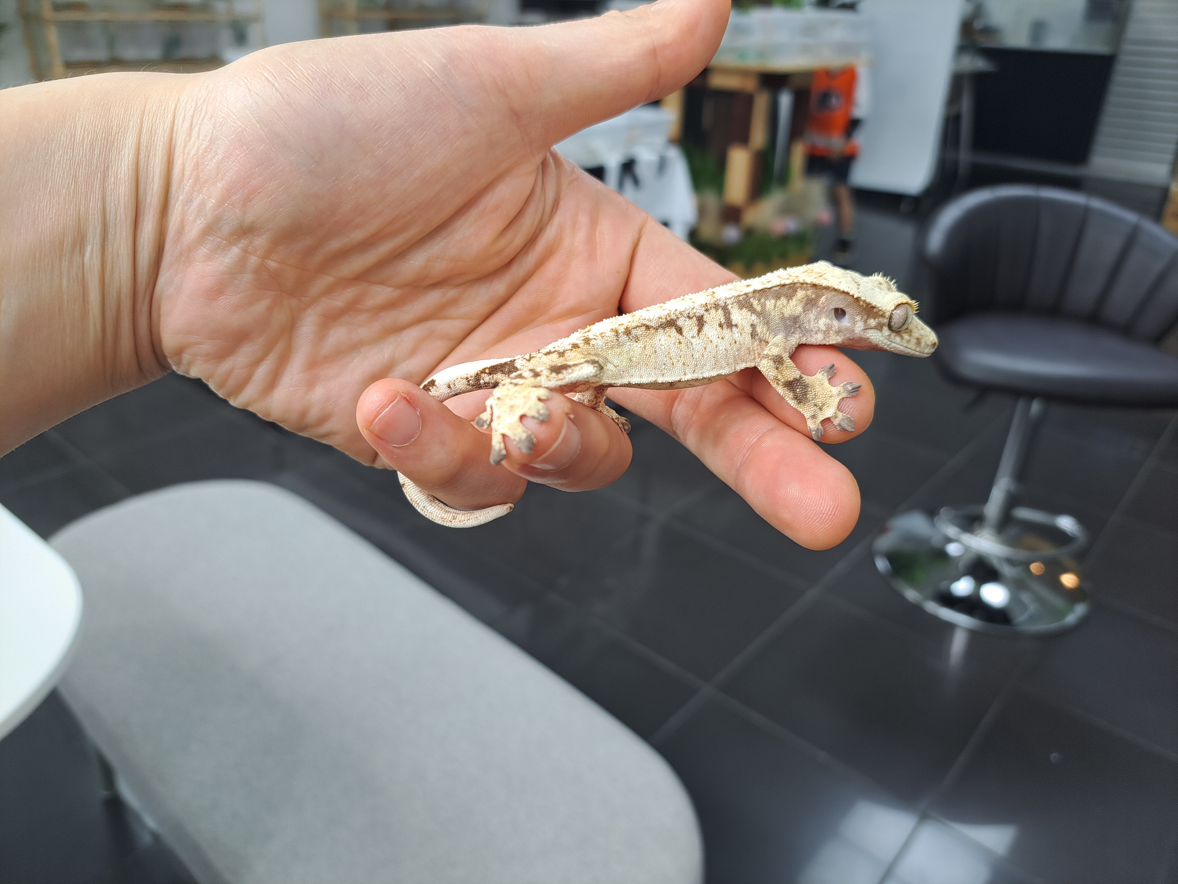 Extreme Harlequin Tri