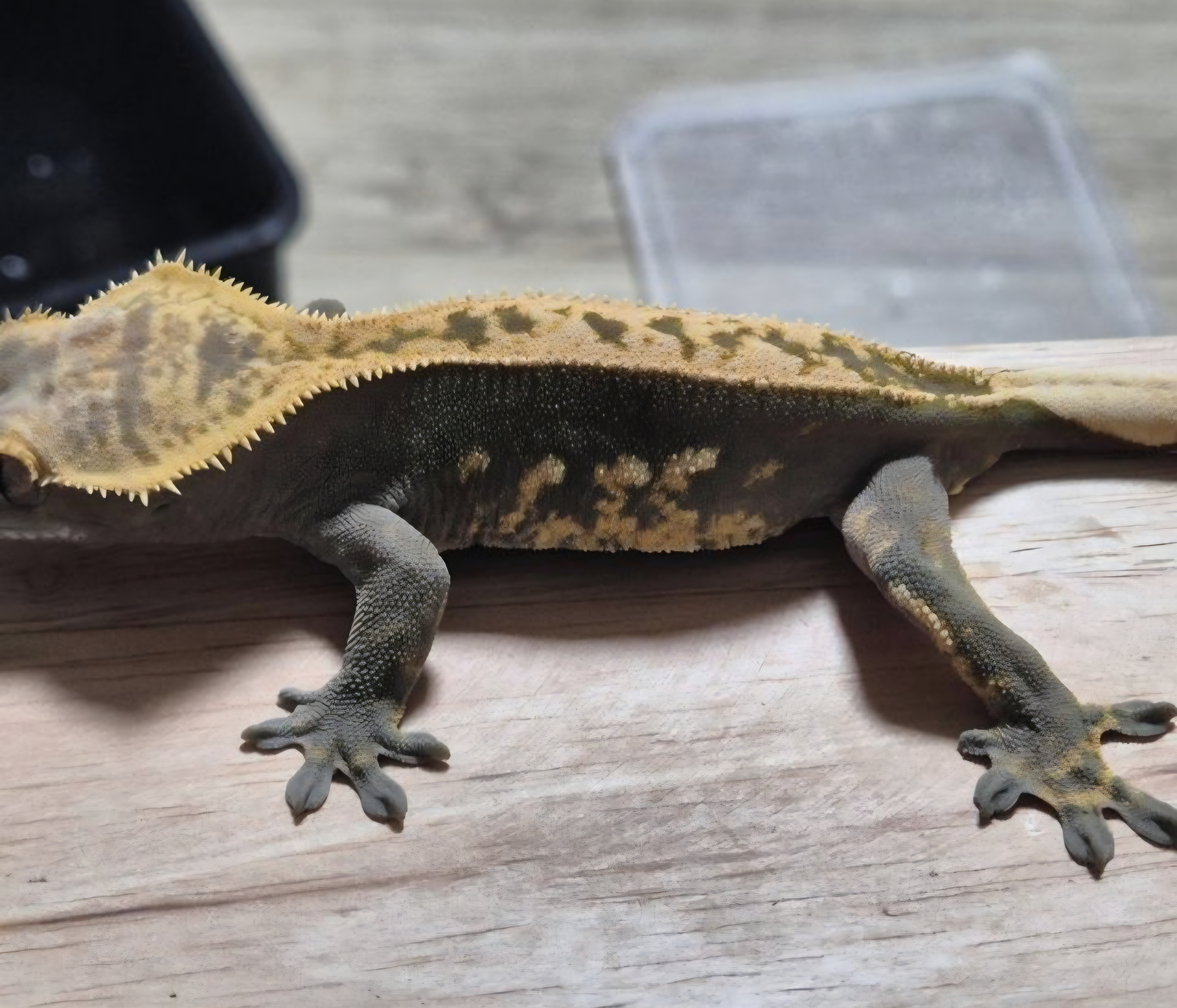 Full Pinstripe 100% Het Axanthic