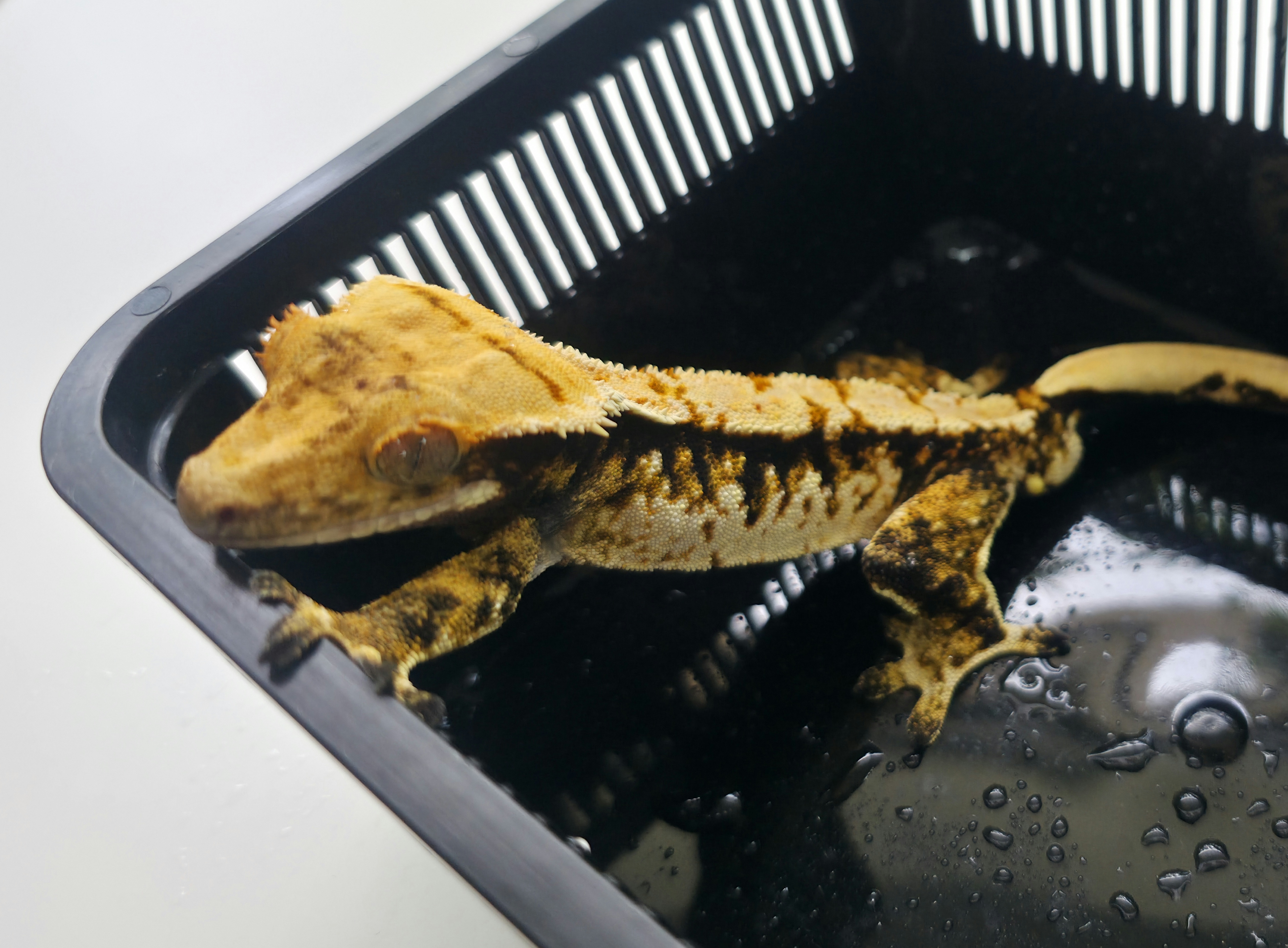 Extreme Harlequin Tri