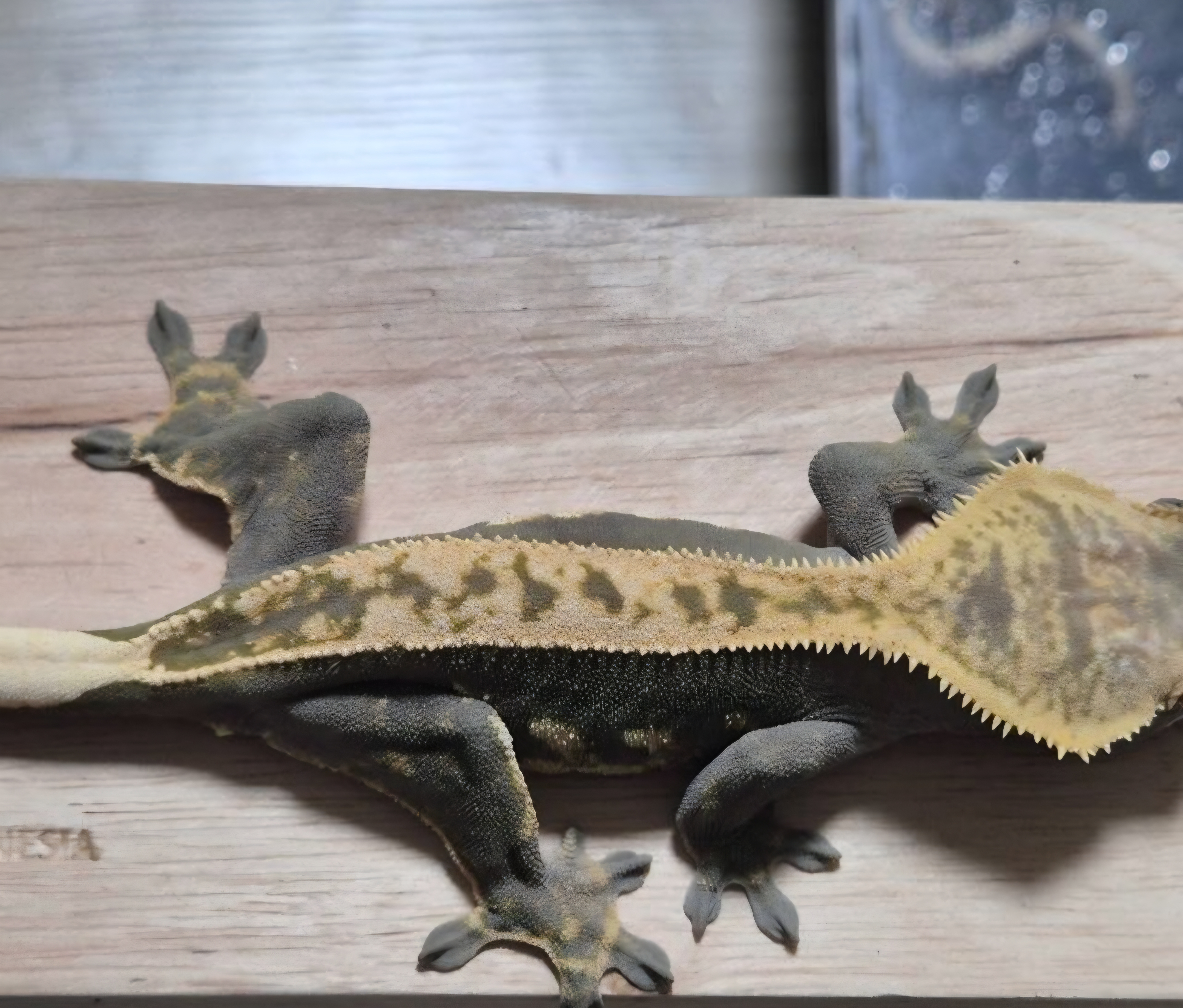 Full Pinstripe 100% Het Axanthic