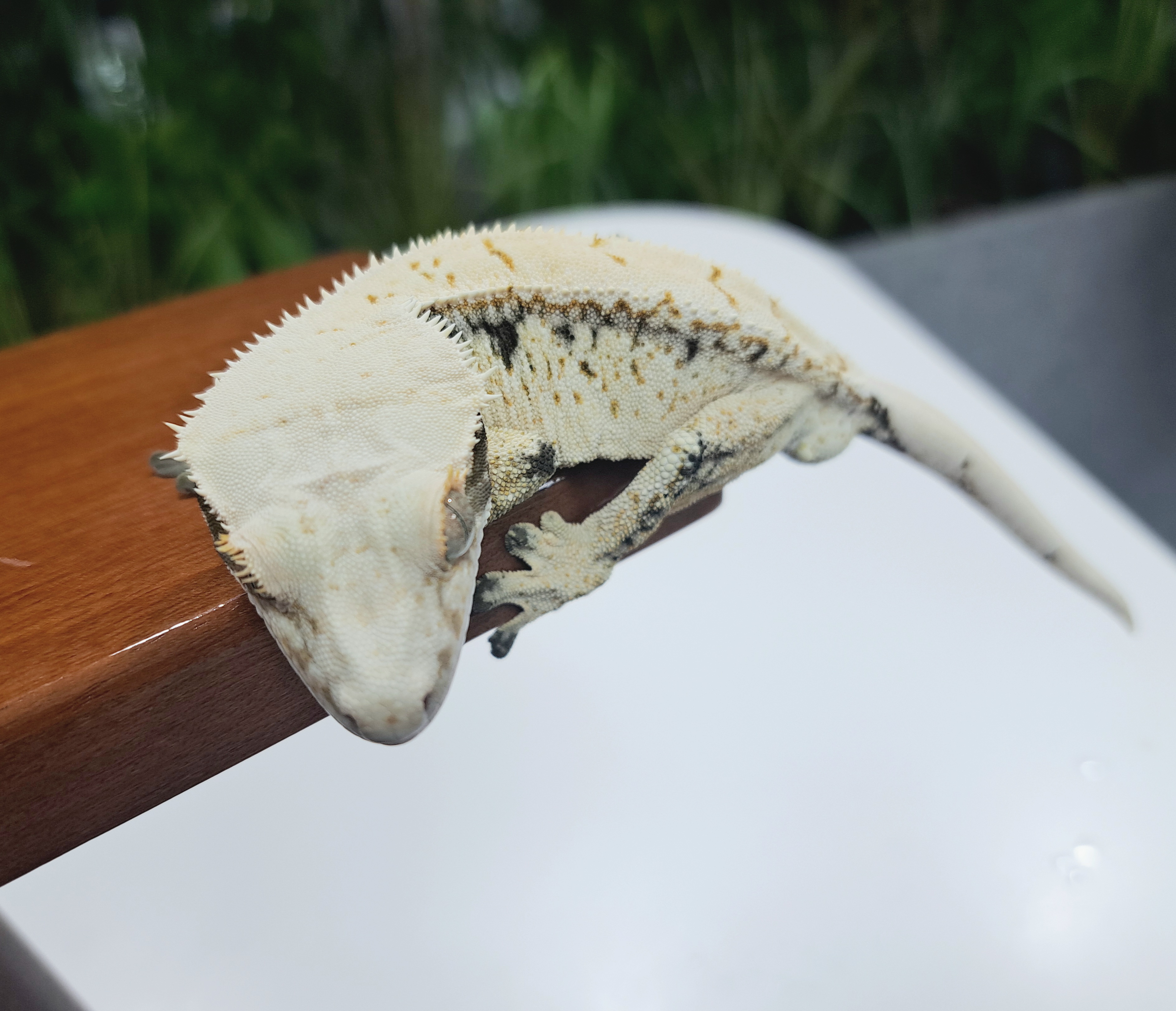 Extreme Harlequin Drippy White Spot