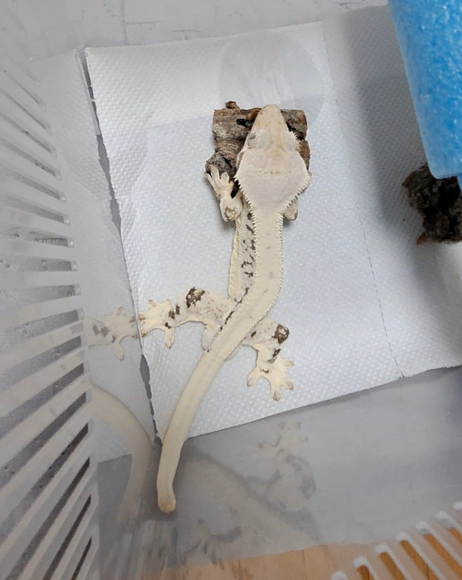 Solid Back Full Pinstripe Drippy Lilly White