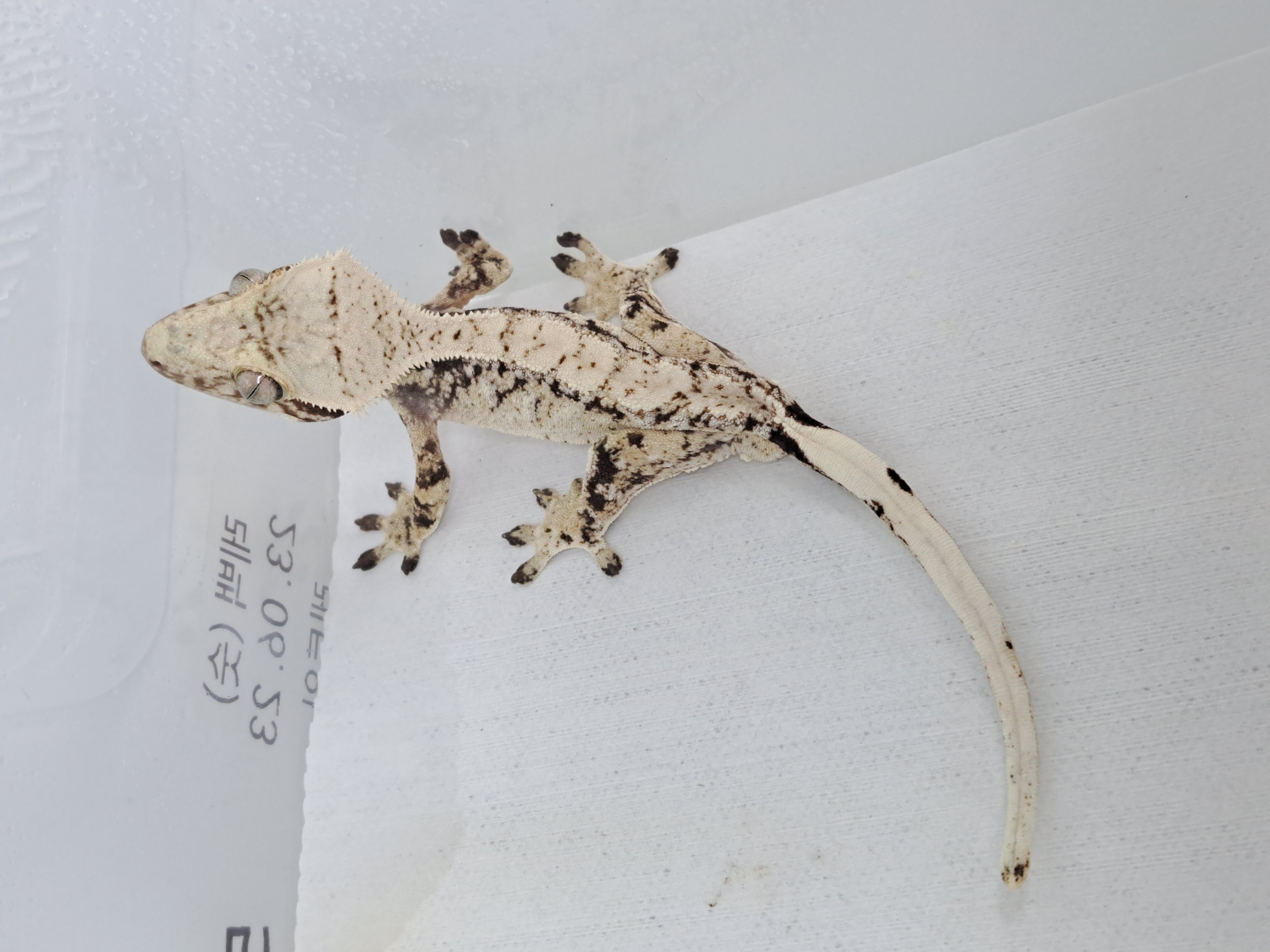 Extreme Harlequin Tri