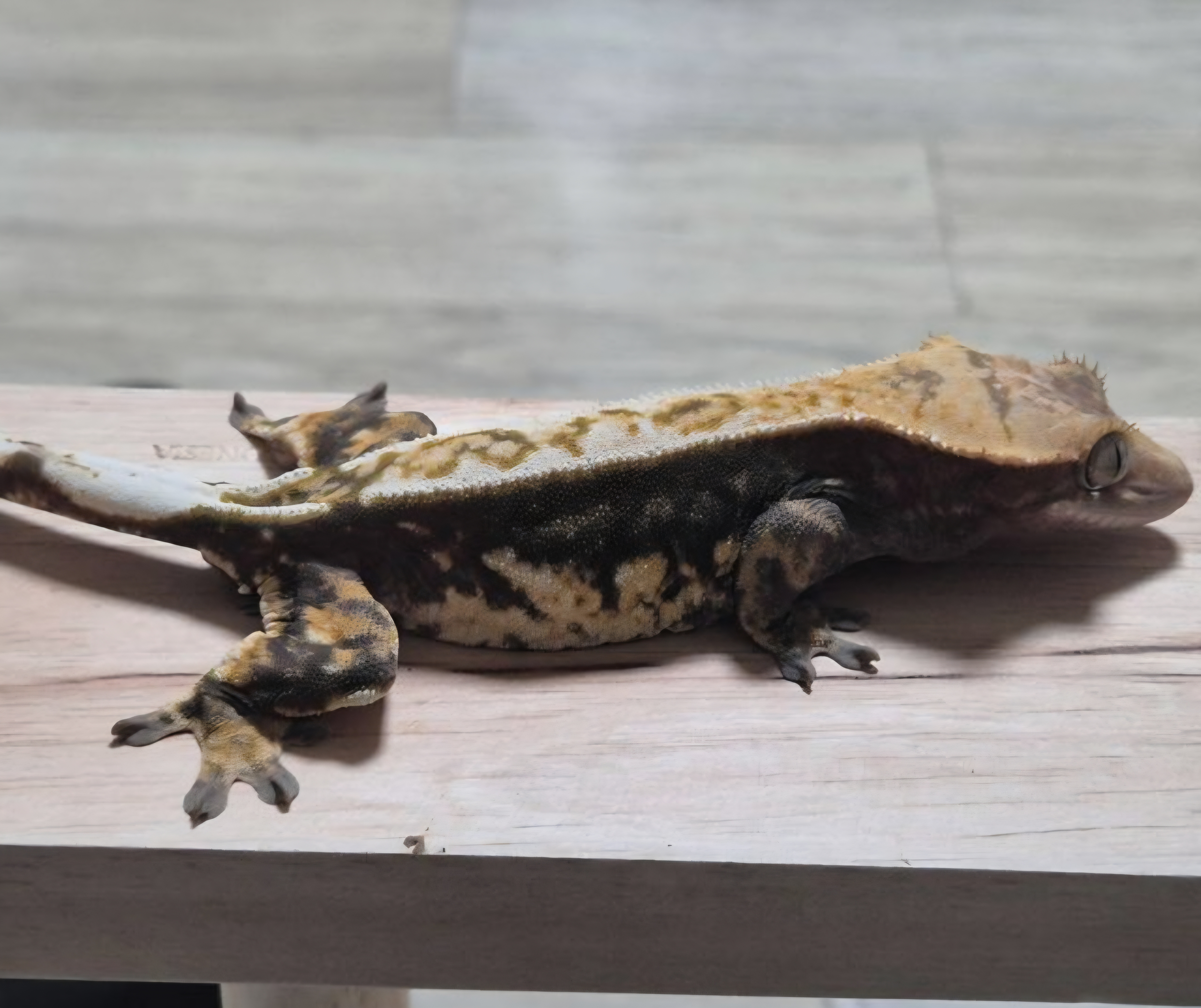 White Pin 100% Het Axanthic Dark