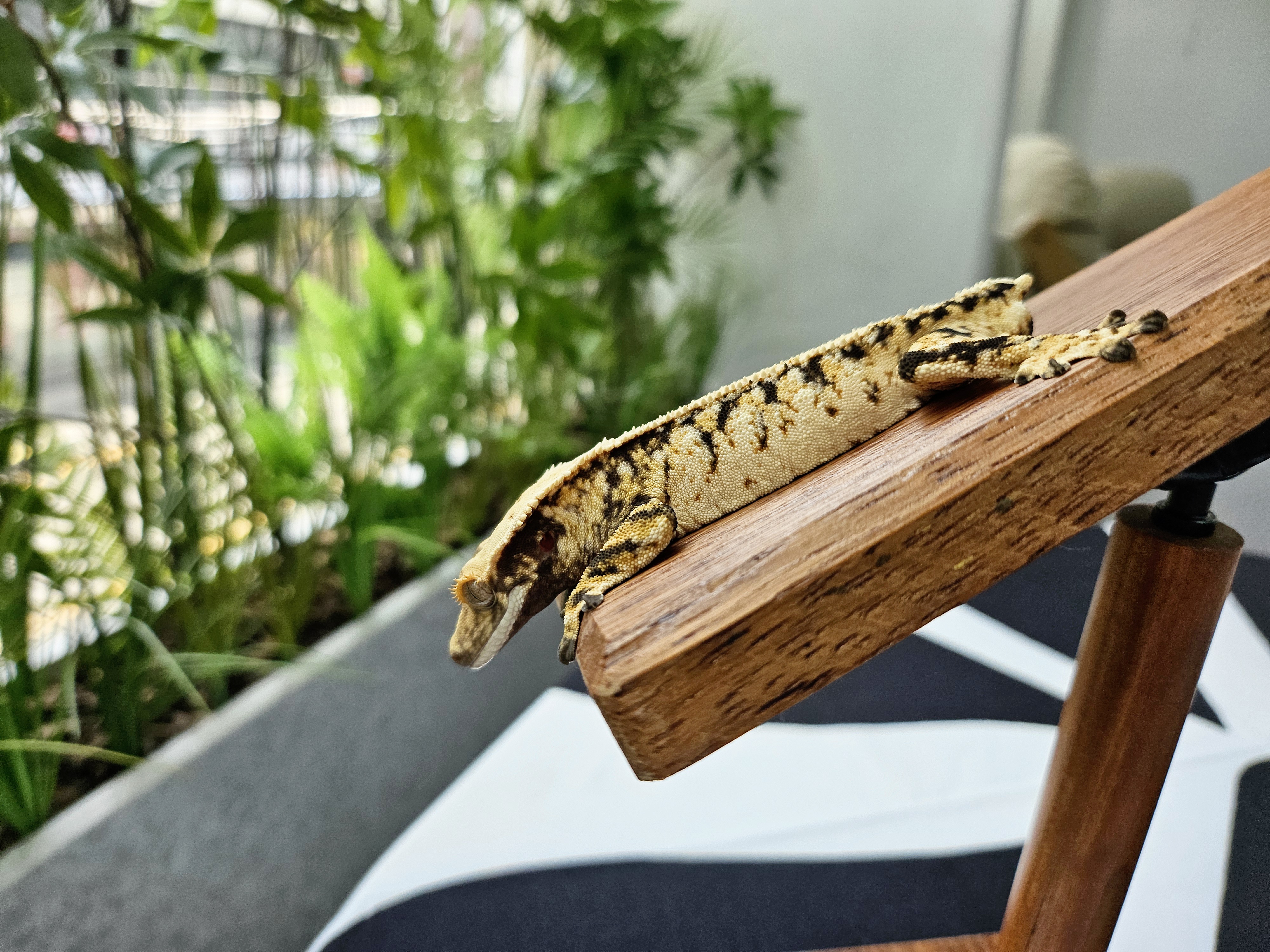 Extreme Harlequin Tri White Spot Drippy