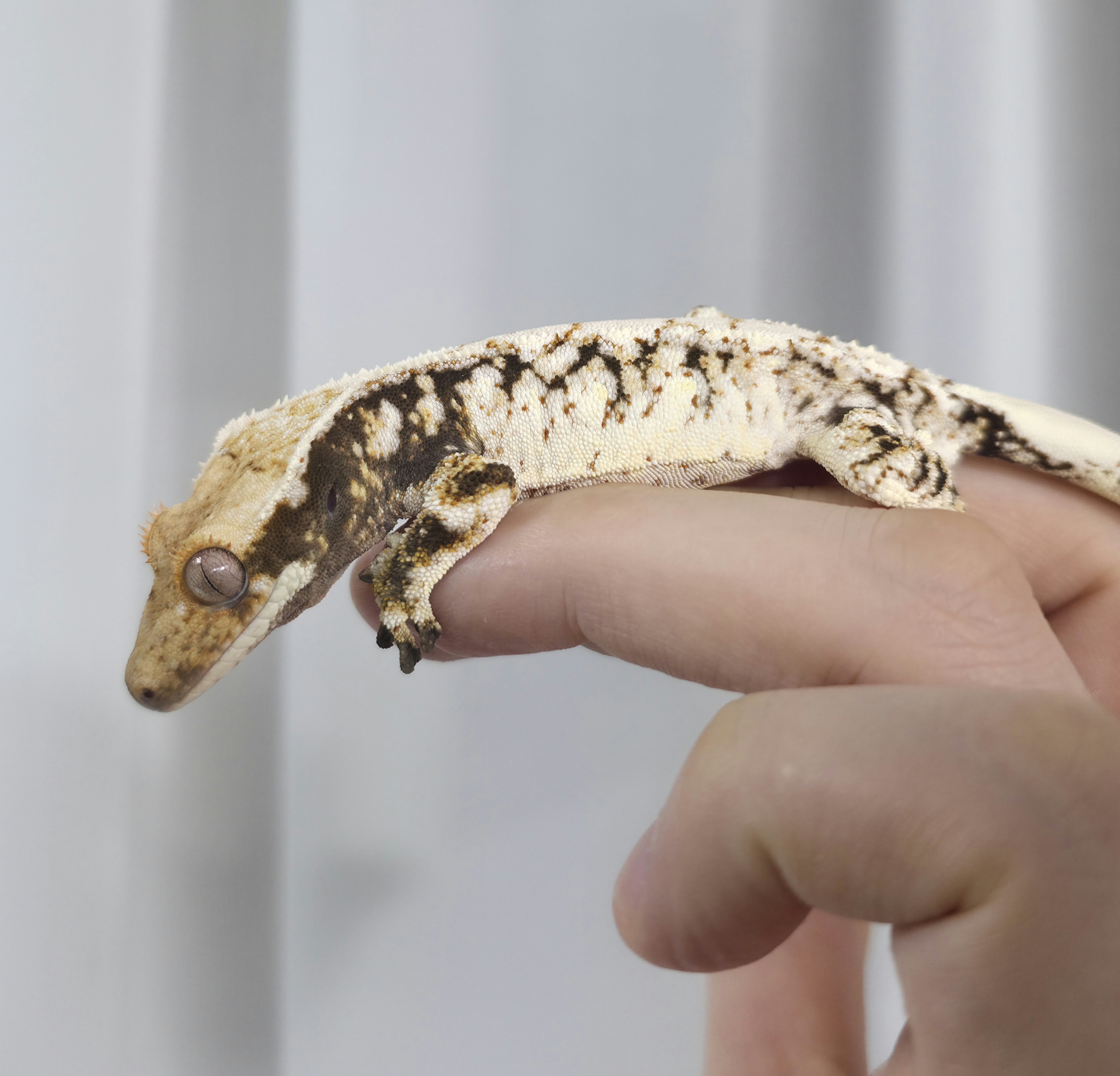 White Spot Extreme Harlequin Drippy Tri White Porthole