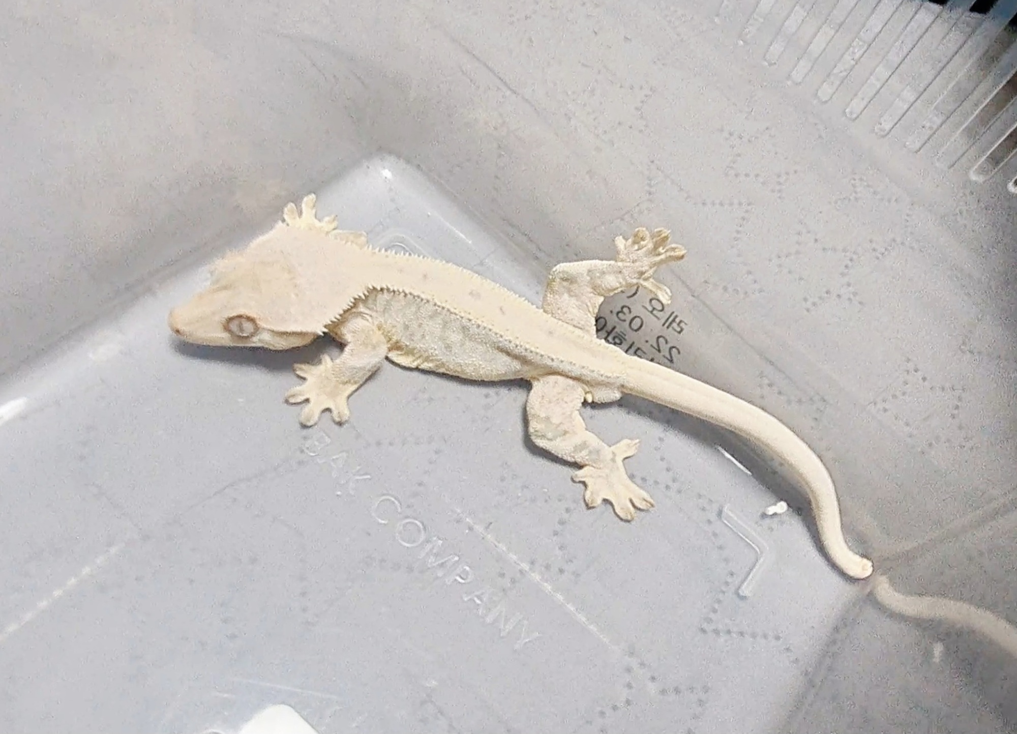 Solid Back Full Pinstripe Drippy Lilly White