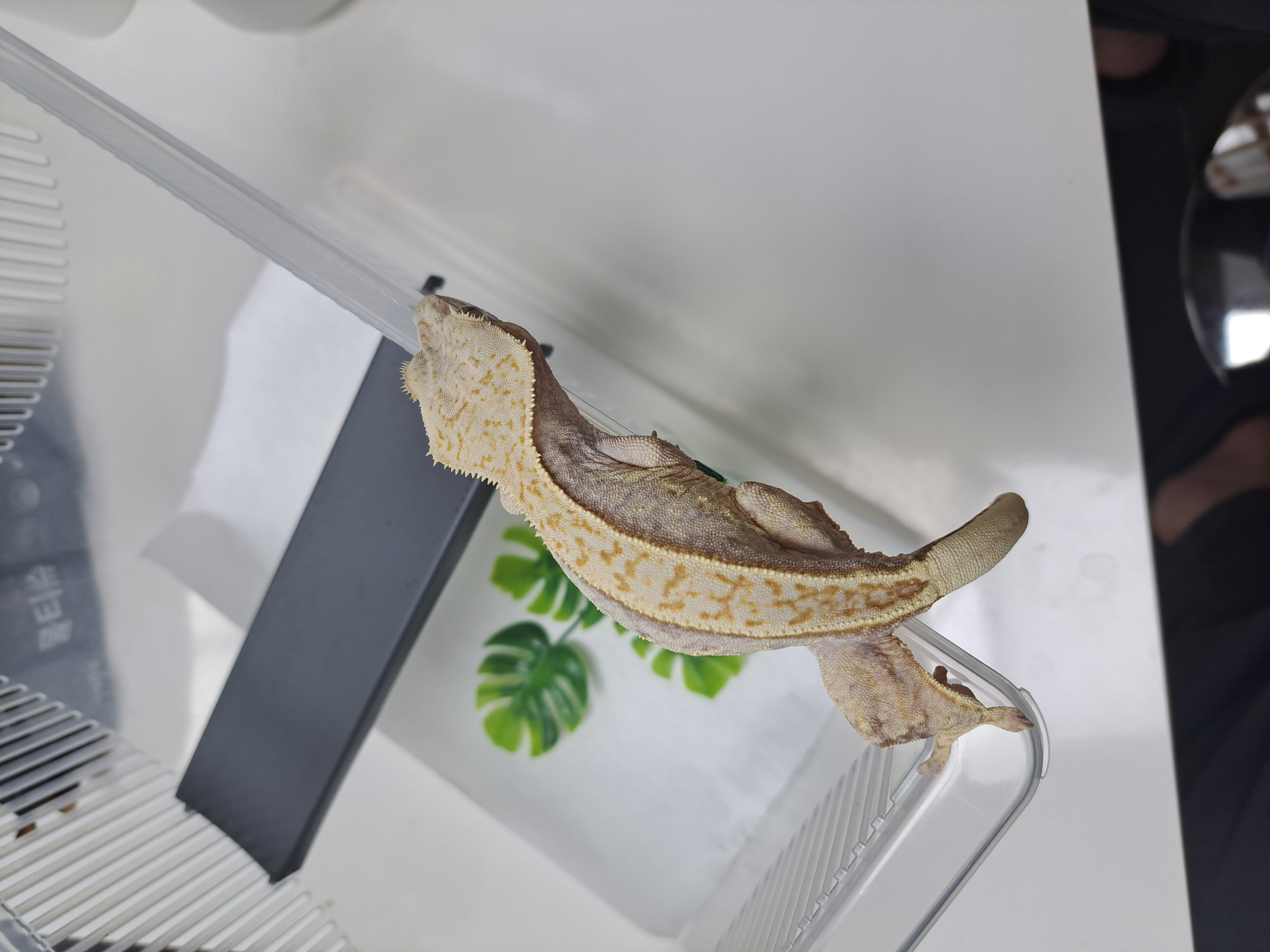 Normal Full Pinstripe