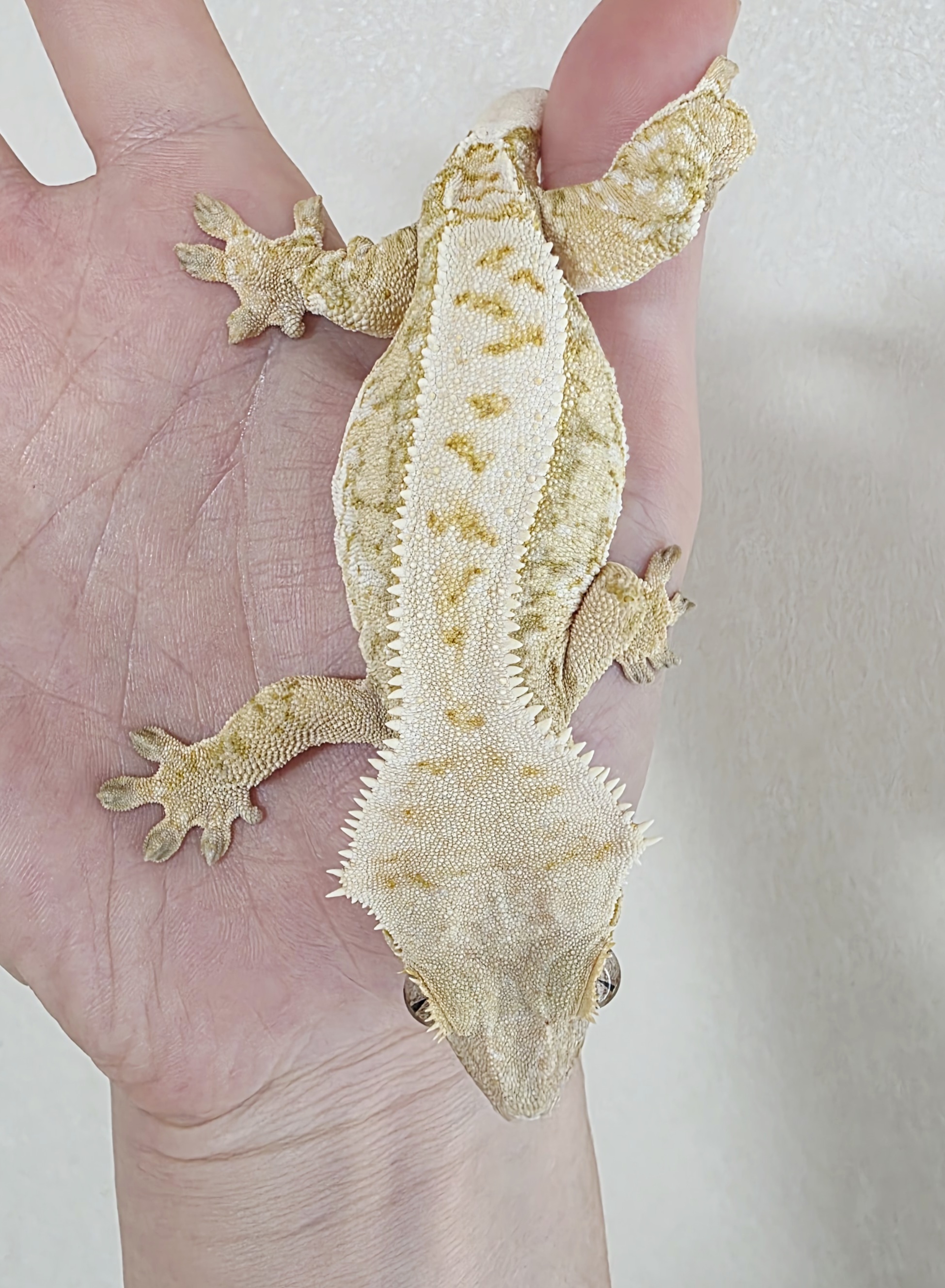 Drippy Extreme Harlequin White Spot Tri