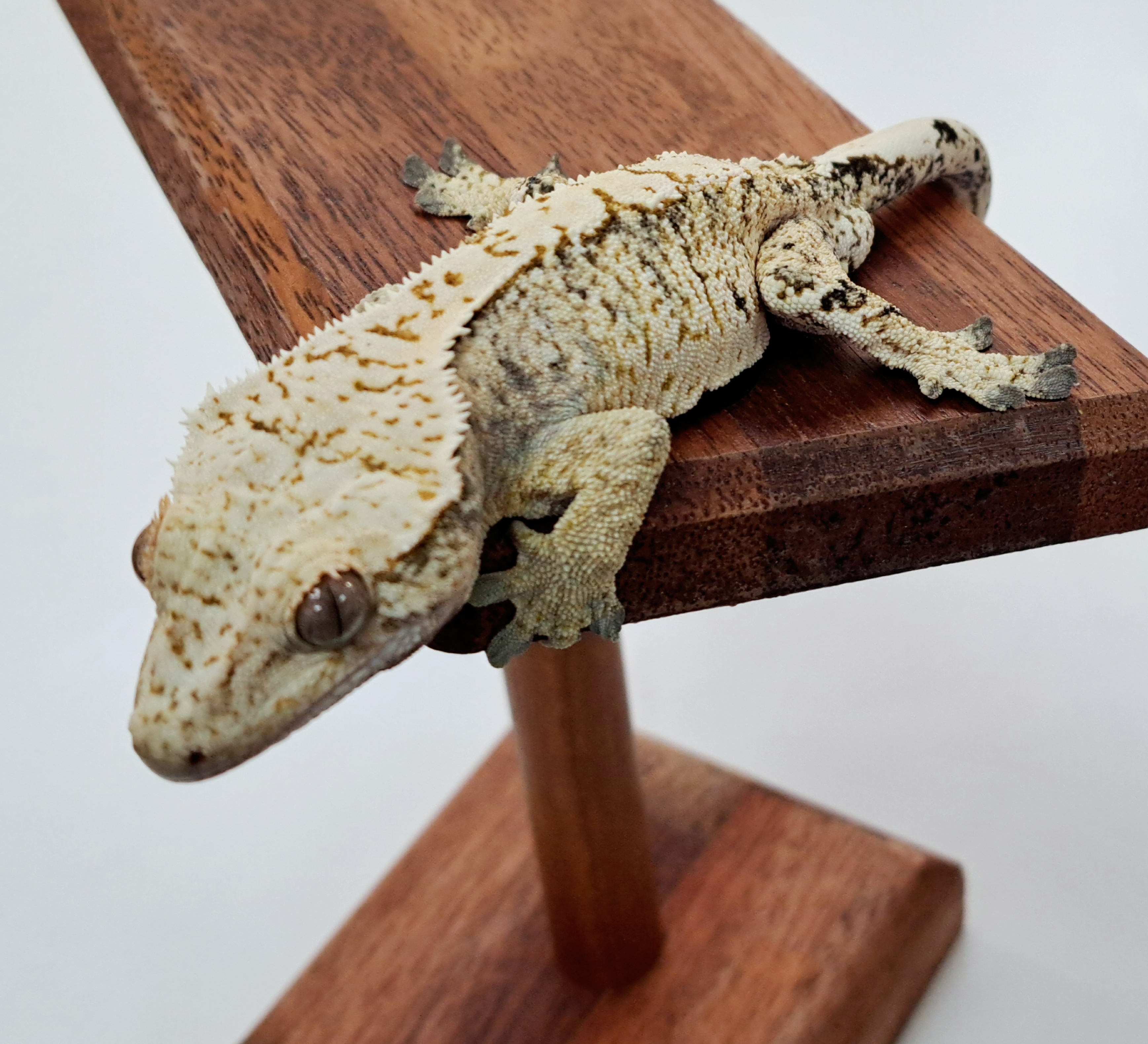 Extreme Harlequin Drippy White Spot