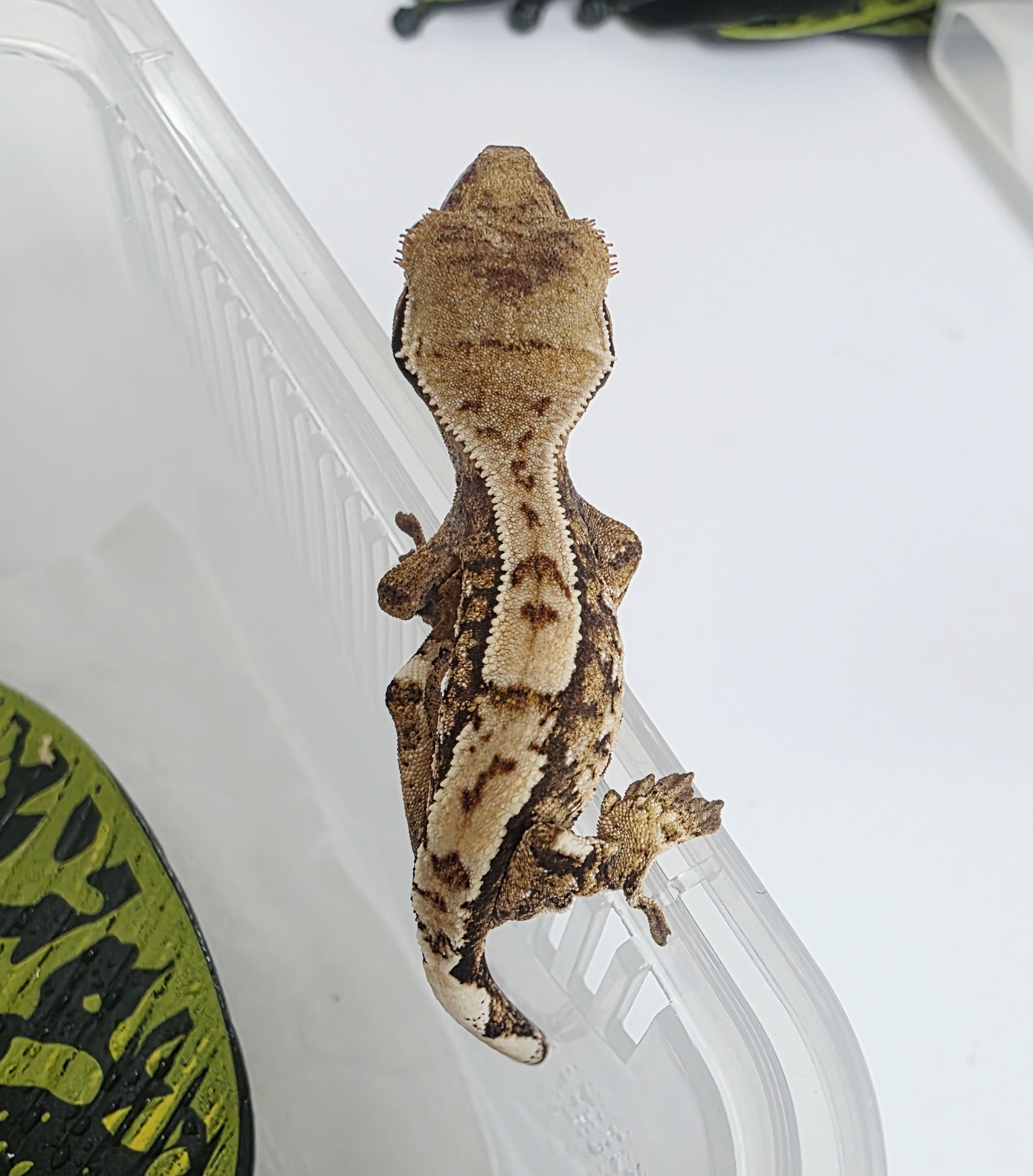 Extreme Harlequin Tri Harlequin