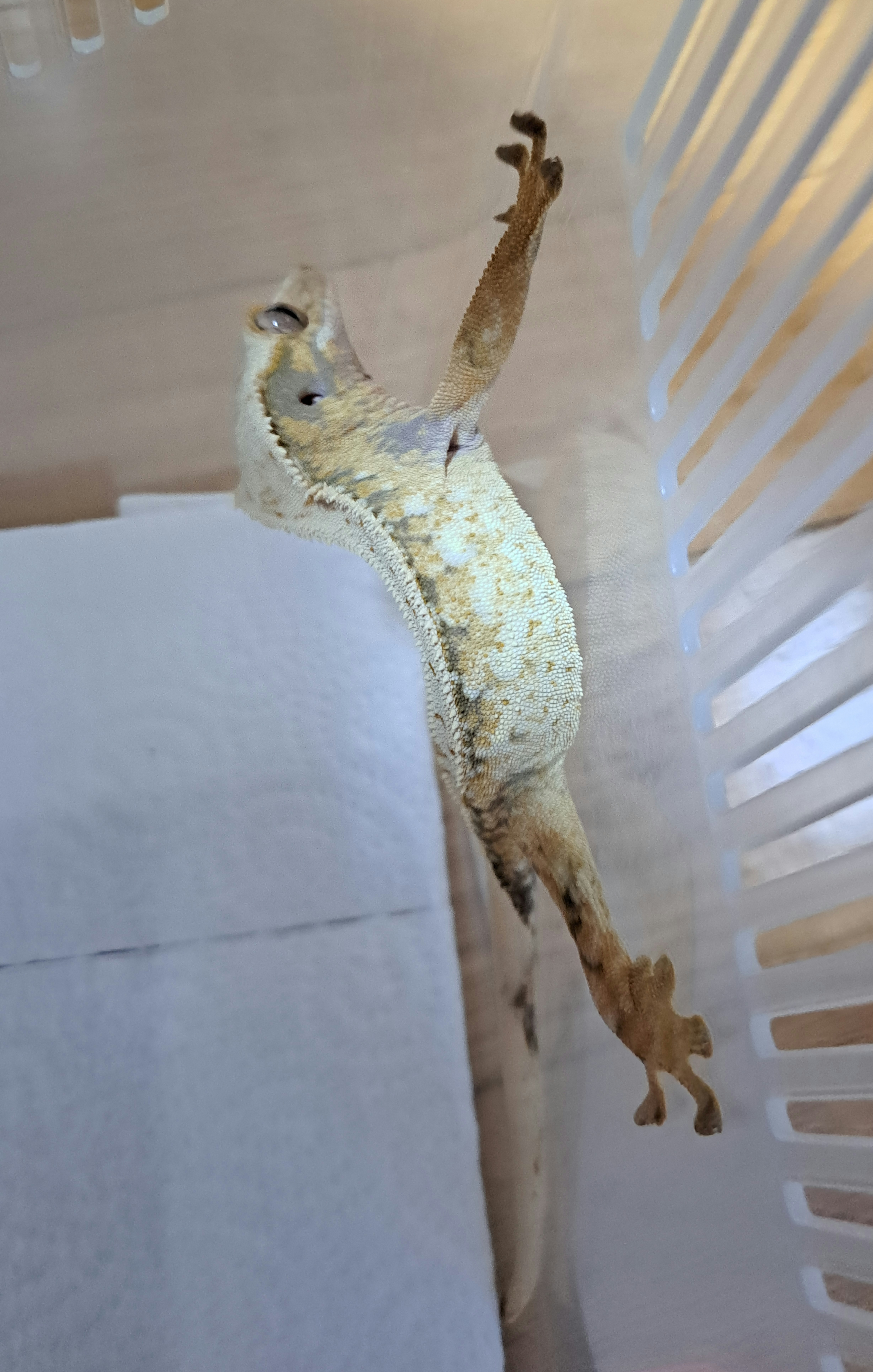 Drippy White Spot Tri Extreme Harlequin