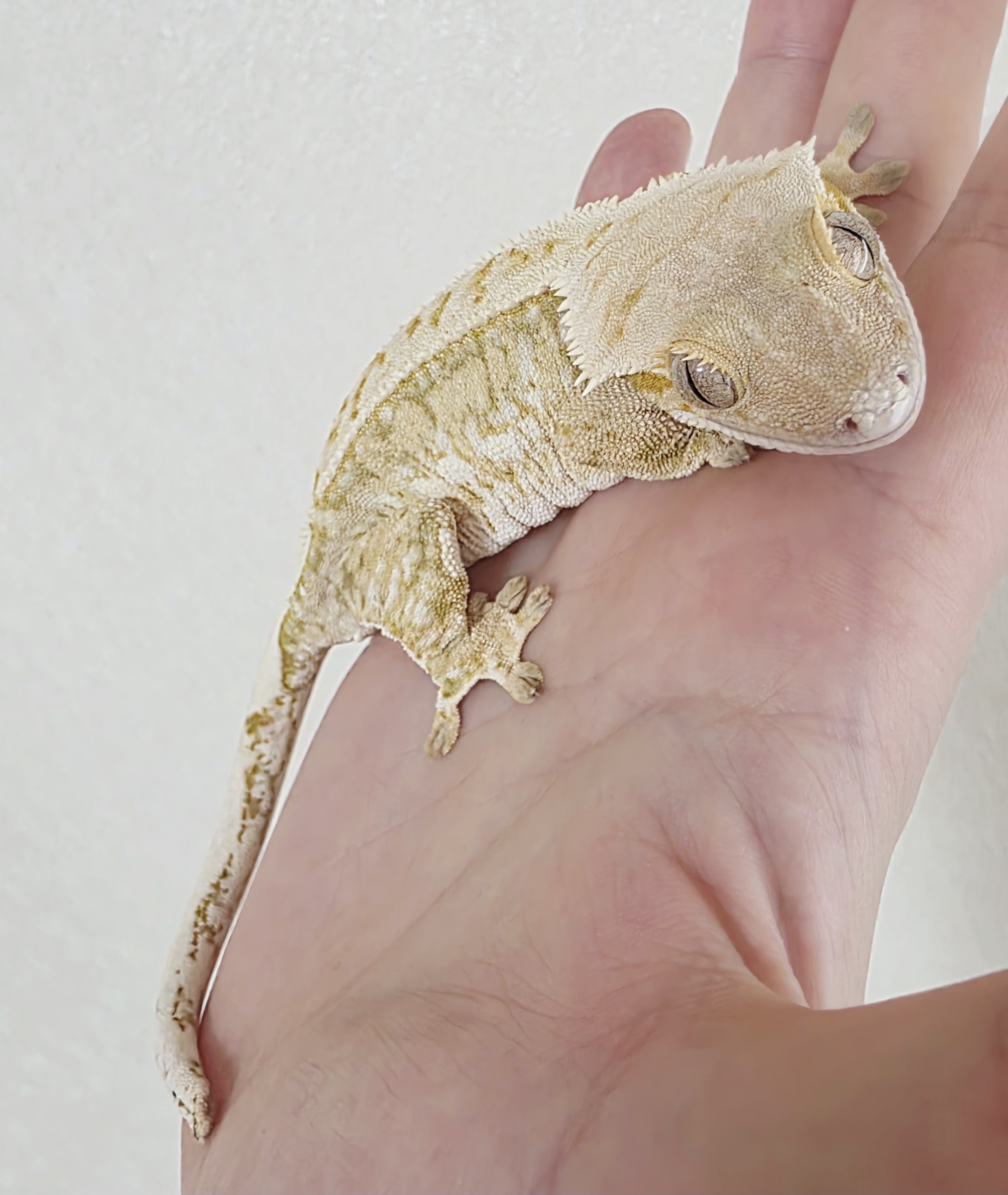 Drippy Extreme Harlequin White Spot Tri