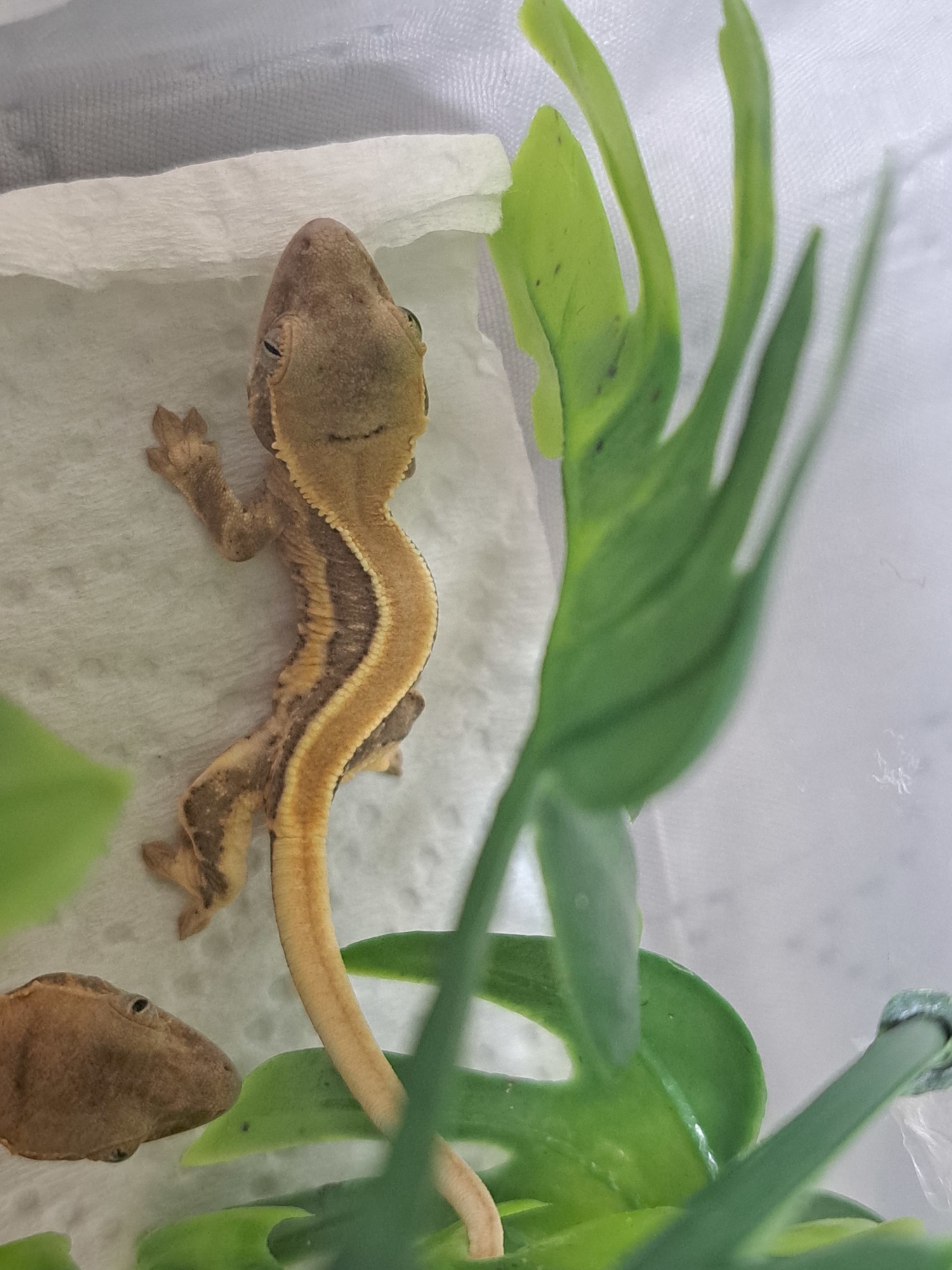 베스트 보내고 남은 해칭개체2