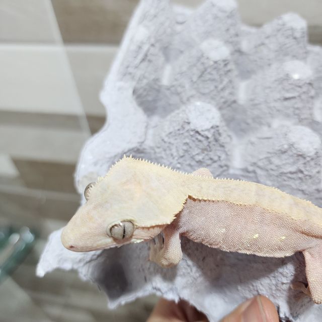 크레스티드 게코 하이포(Hypo) 모프 완전 가이드