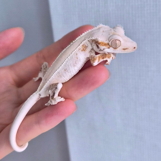 크레스티드 게코 릴리화이트(Lily White) 모프 완전 가이드