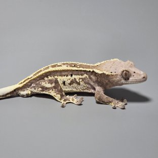 Cappuccino Full Pinstripe Quad White