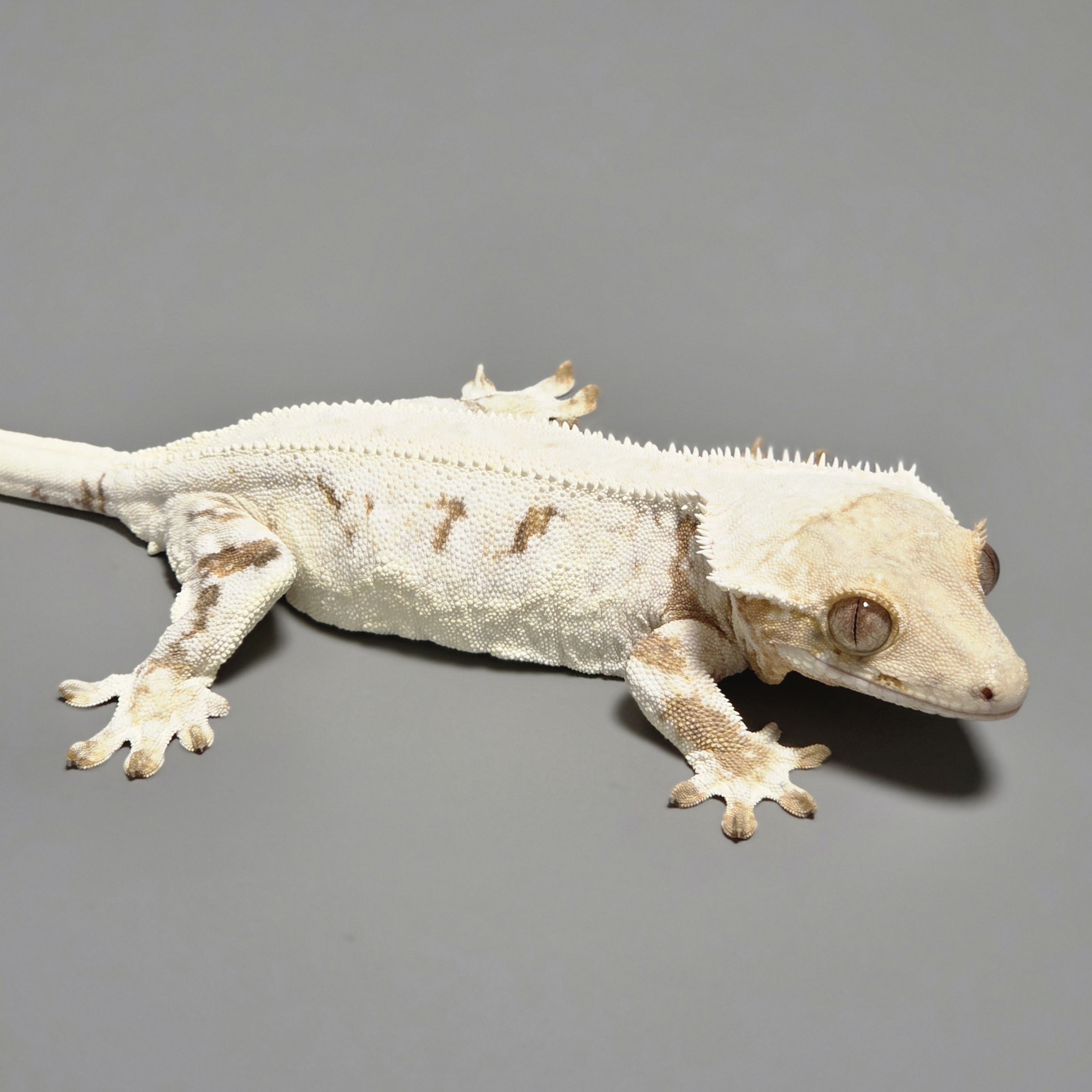 Lilly White Tri Solid Back Red