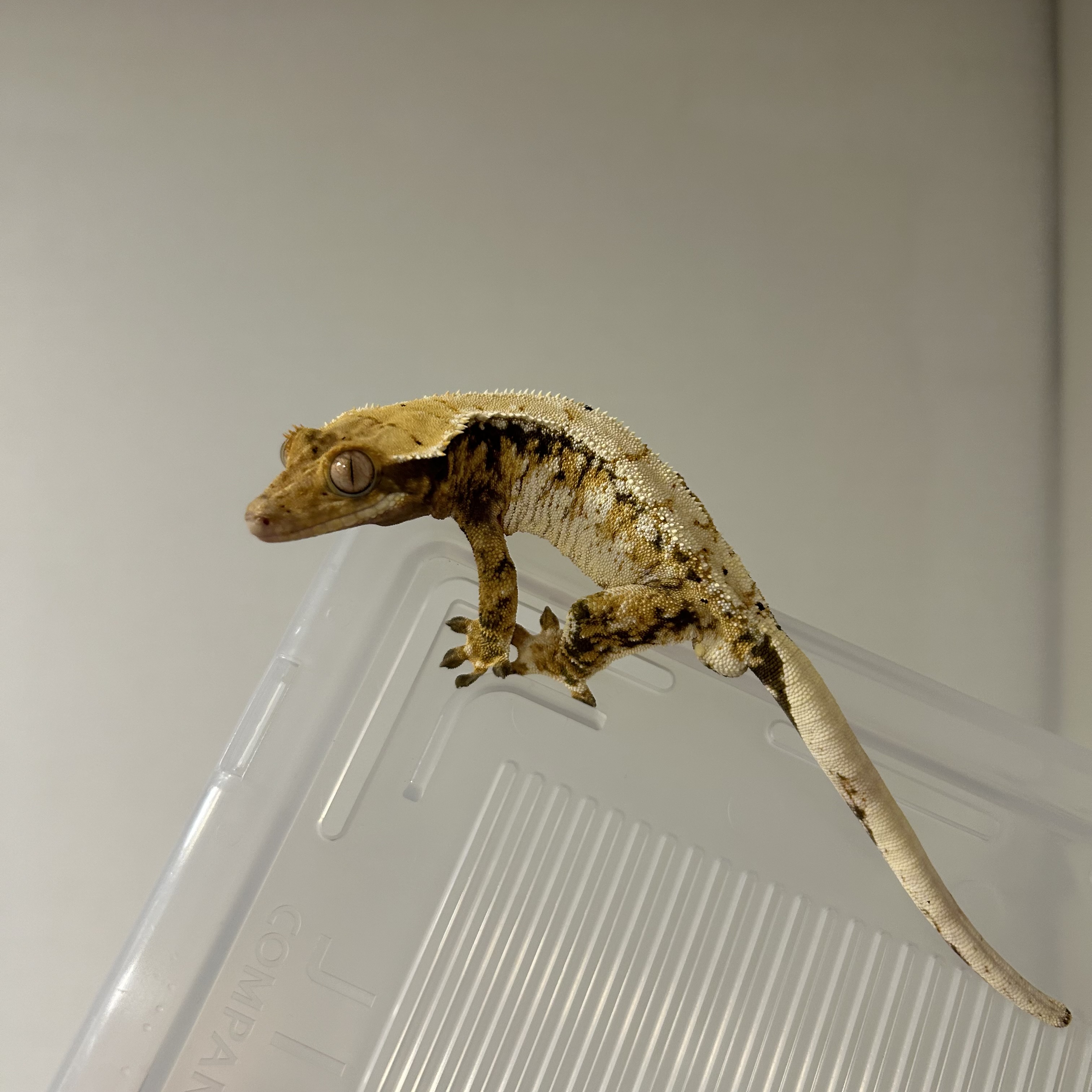 Normal Tri White Spot Extreme Harlequin Drippy