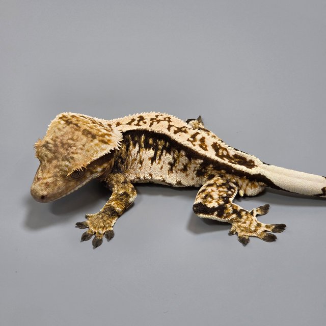 Normal Extreme Harlequin Tri