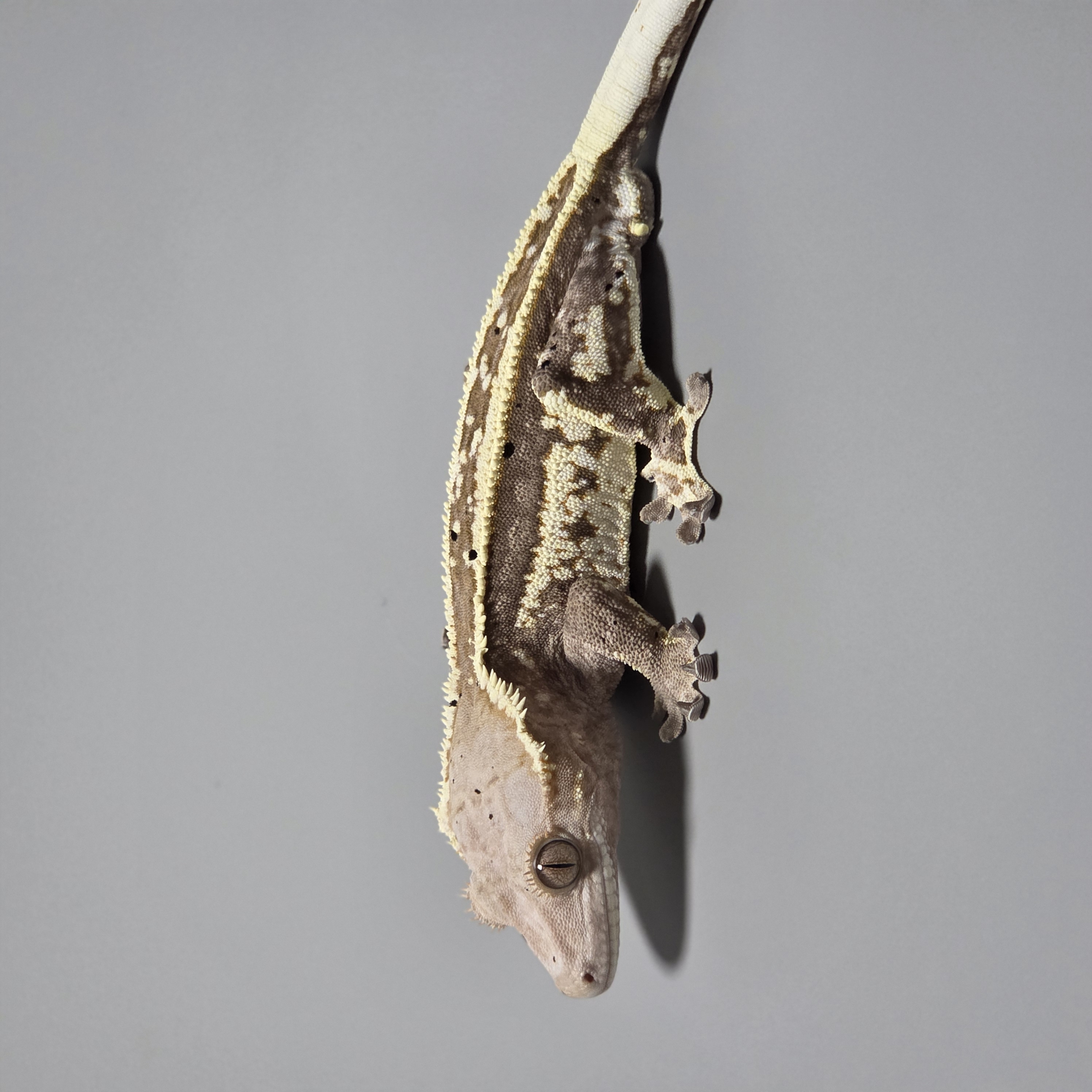 Full Pinstripe Quad White Cappuccino