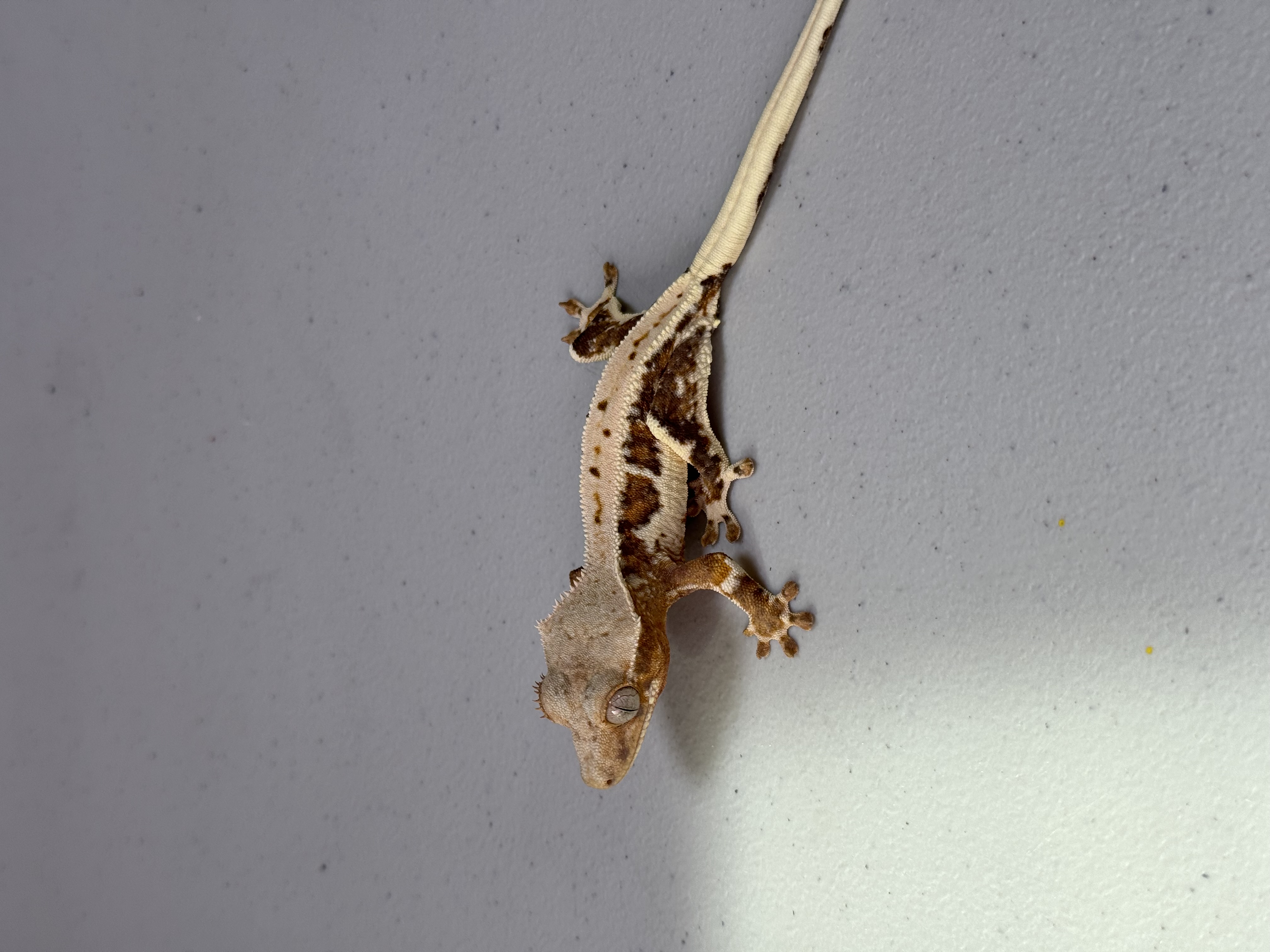 Lilly White Lilly 100% Het Axanthic 100% Het Axanthic