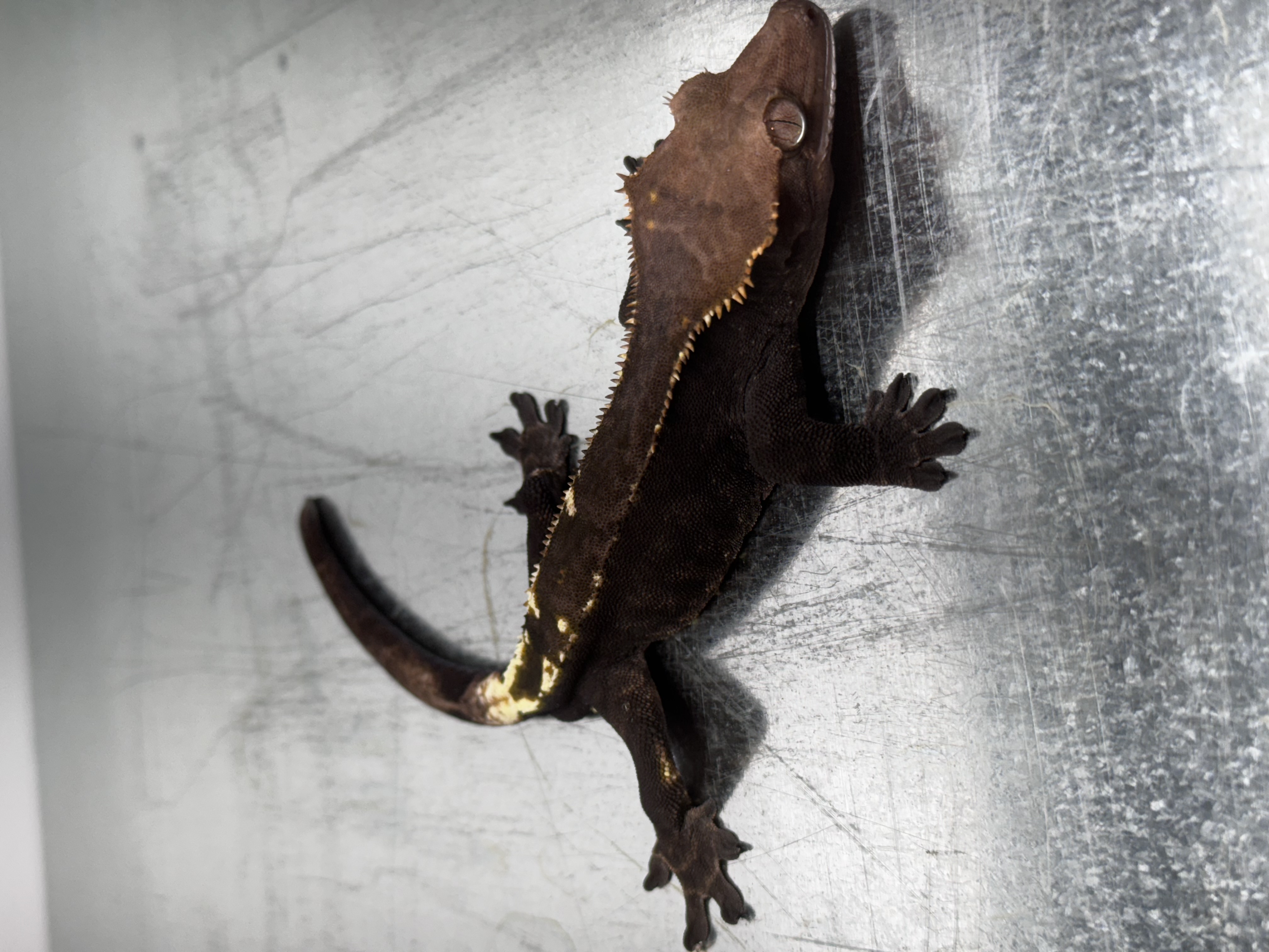 Black Dark Cappuccino