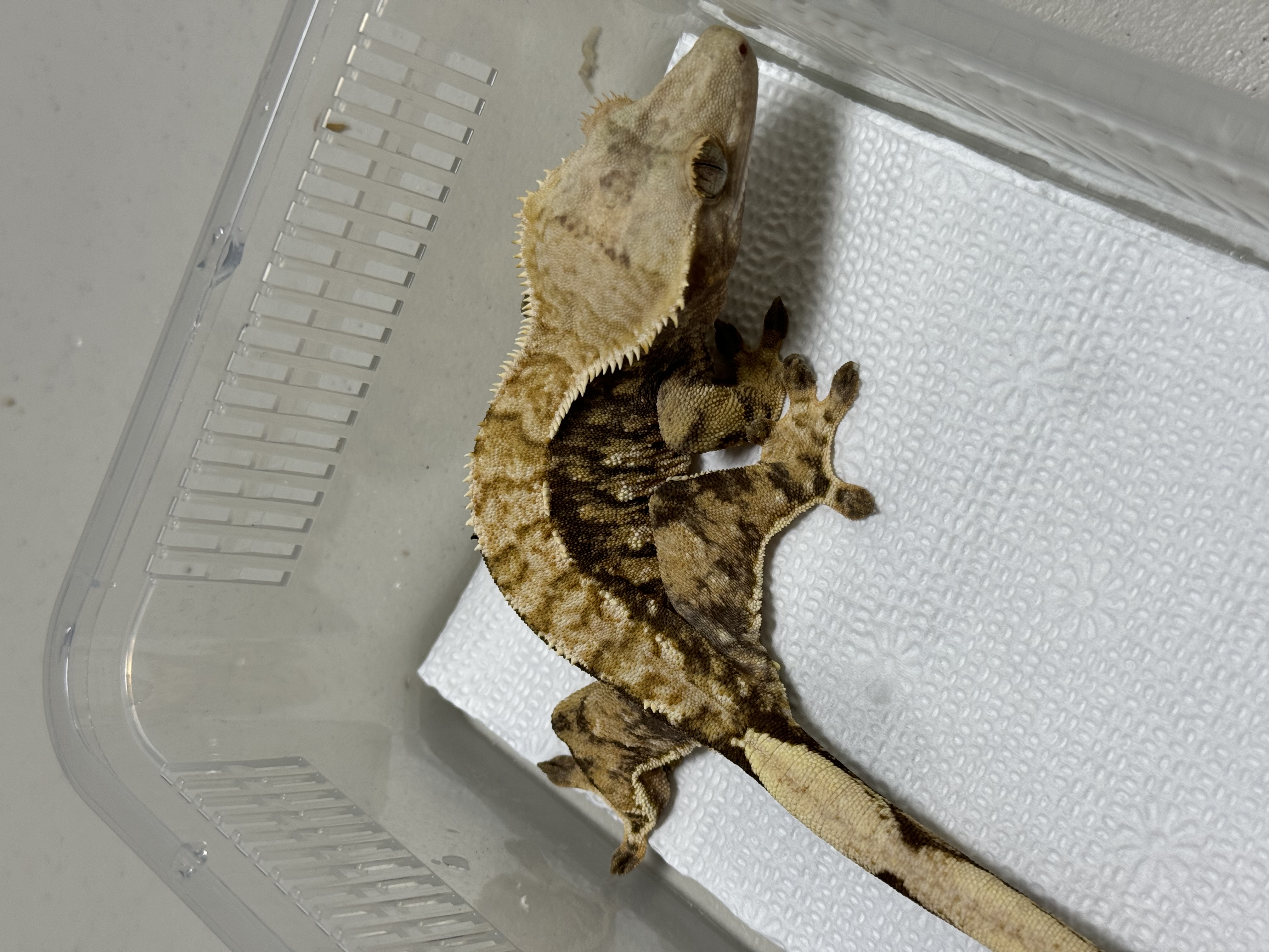 Tri Extreme Harlequin