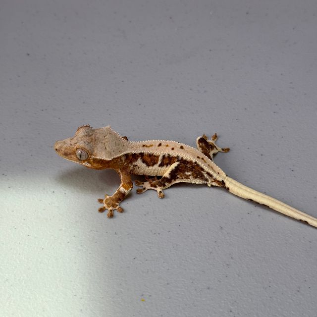 Lilly White Lilly 100% Het Axanthic 100% Het Axanthic