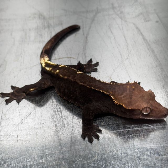 Black Dark Cappuccino