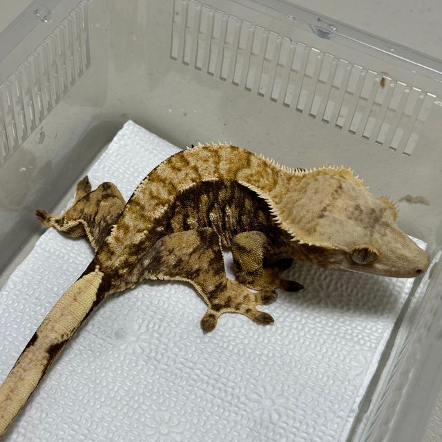 Tri Extreme Harlequin