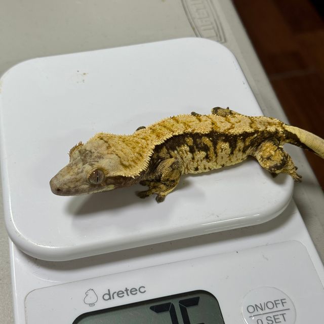 Tri Extreme Harlequin