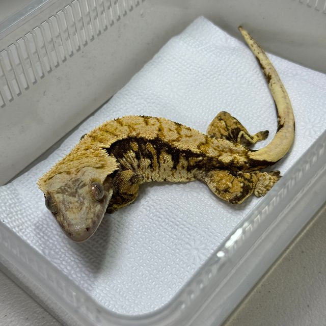 Tri Extreme Harlequin