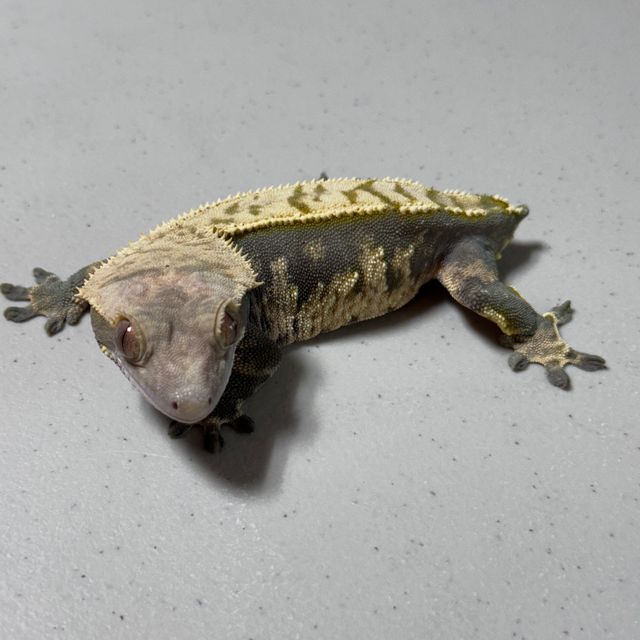 Extreme Harlequin Dark Tri