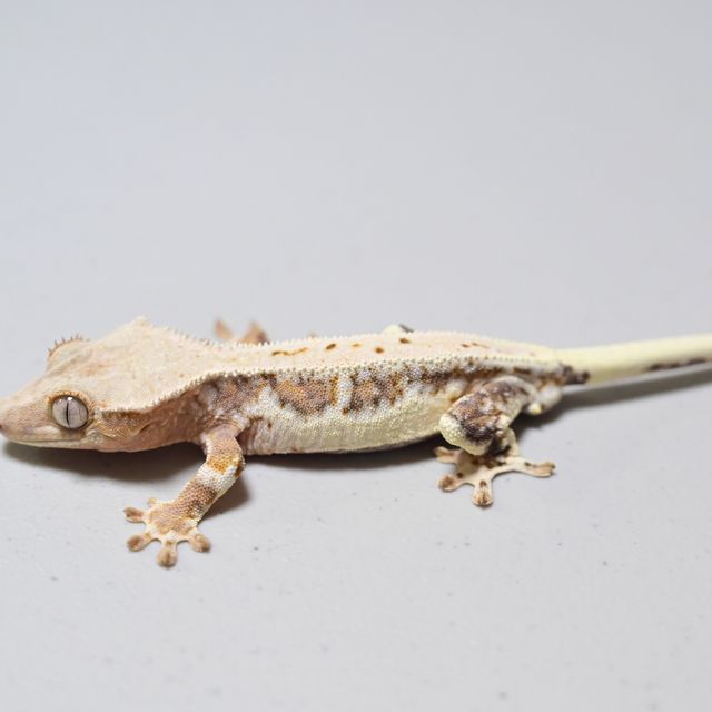 Lilly White Lilly 100% Het Axanthic 100% Het Axanthic