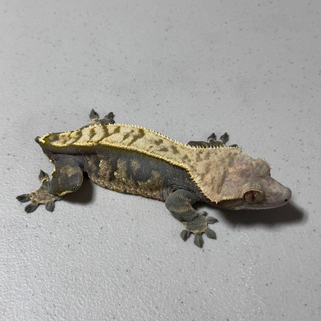 Extreme Harlequin Dark Tri