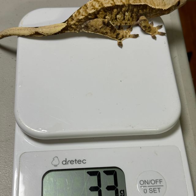 Tri Extreme Harlequin