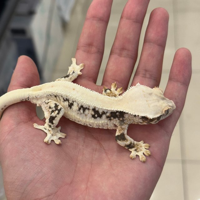 Lilly White Solid Back