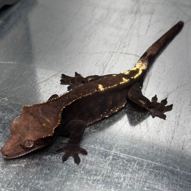 Black Dark Cappuccino