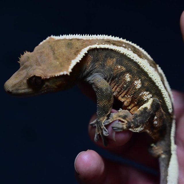 100% Het Axanthic Sable