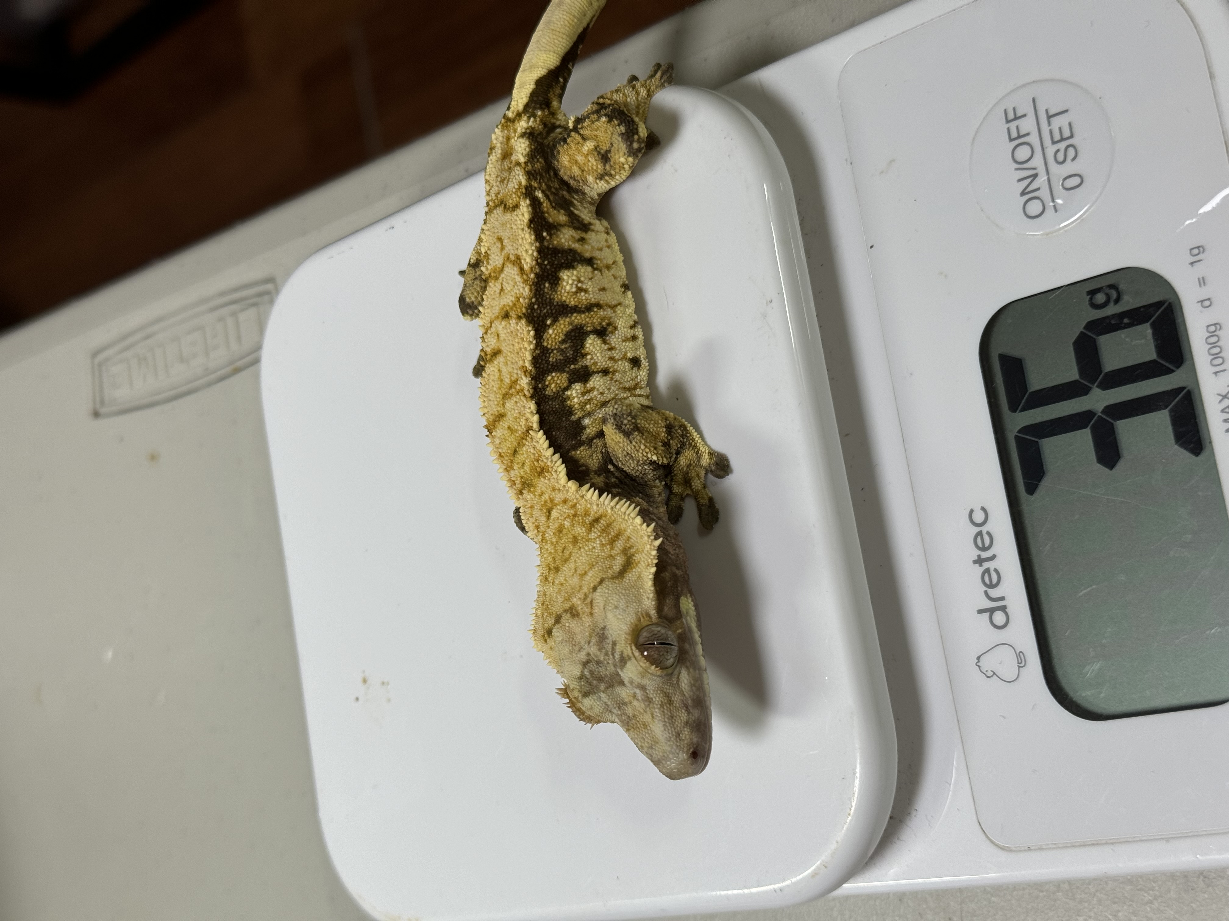 Tri Extreme Harlequin