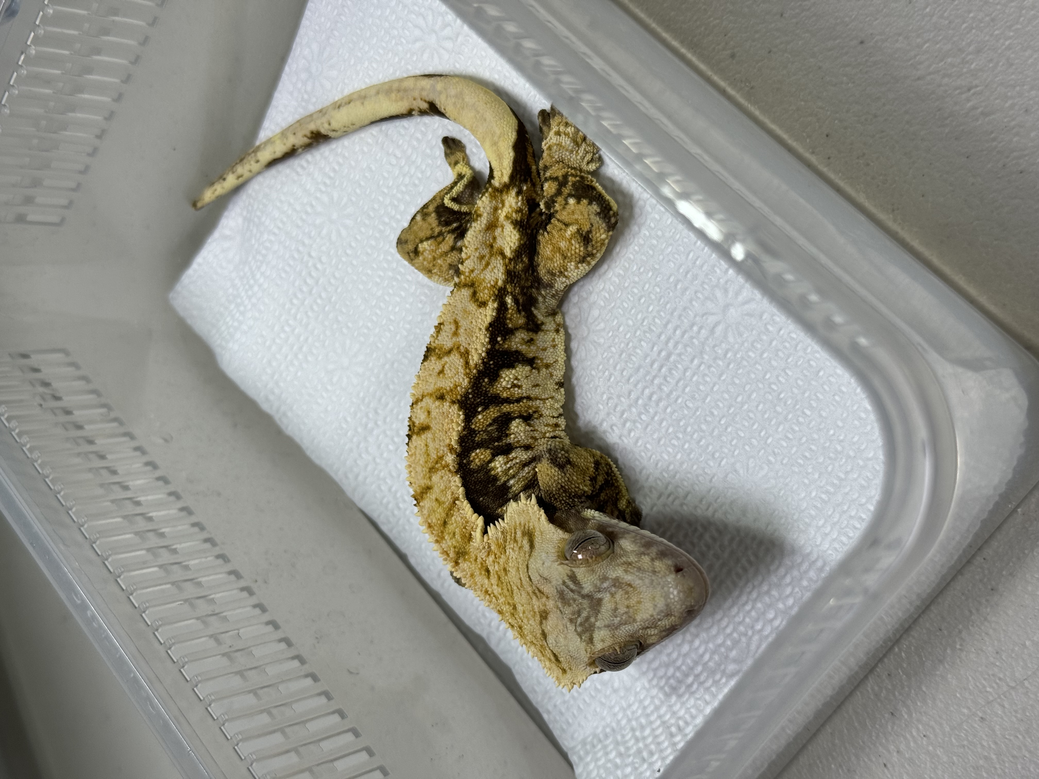 Tri Extreme Harlequin