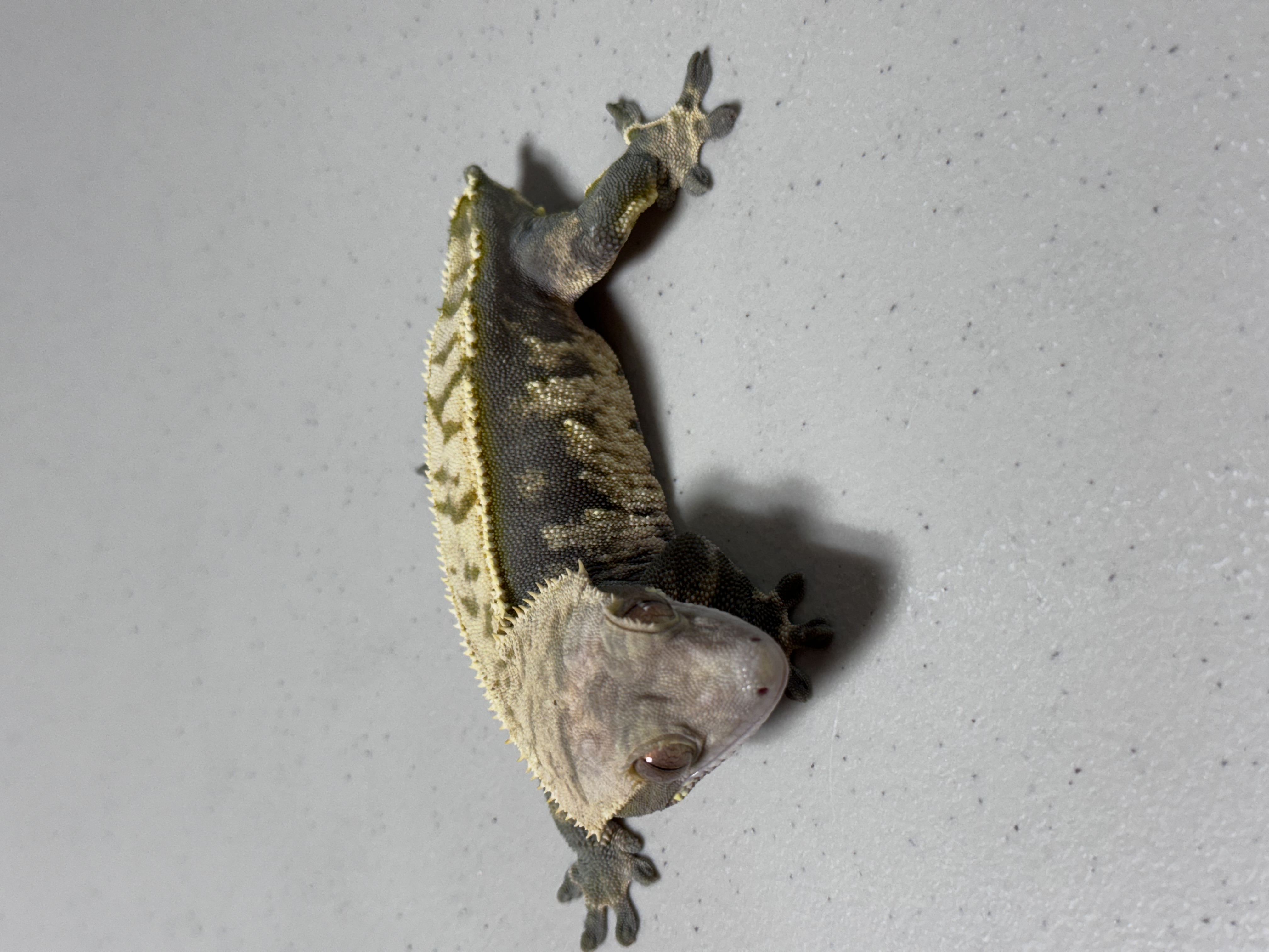 Extreme Harlequin Dark Tri